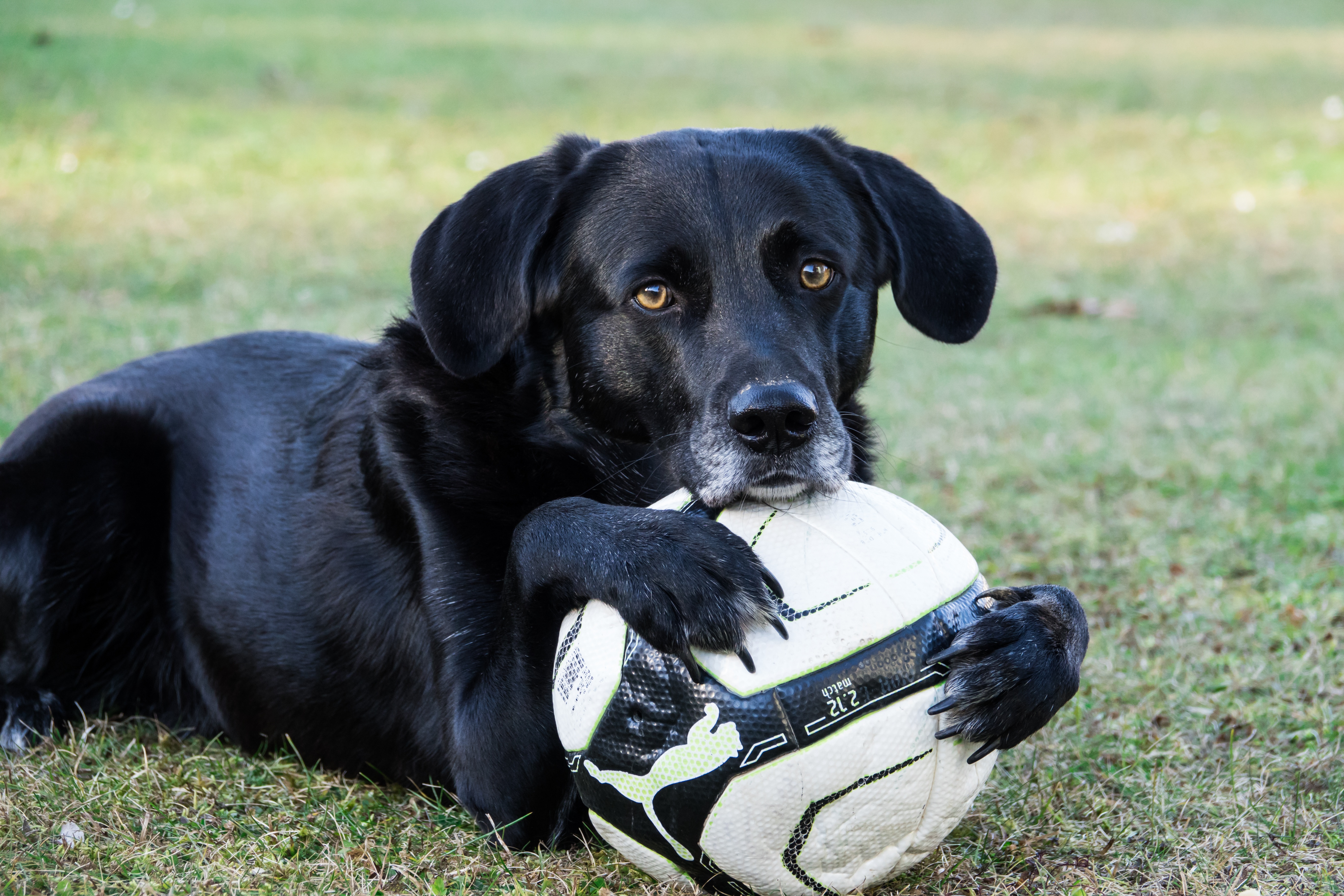 football, animals, dog, muzzle, ball, paws 2160p