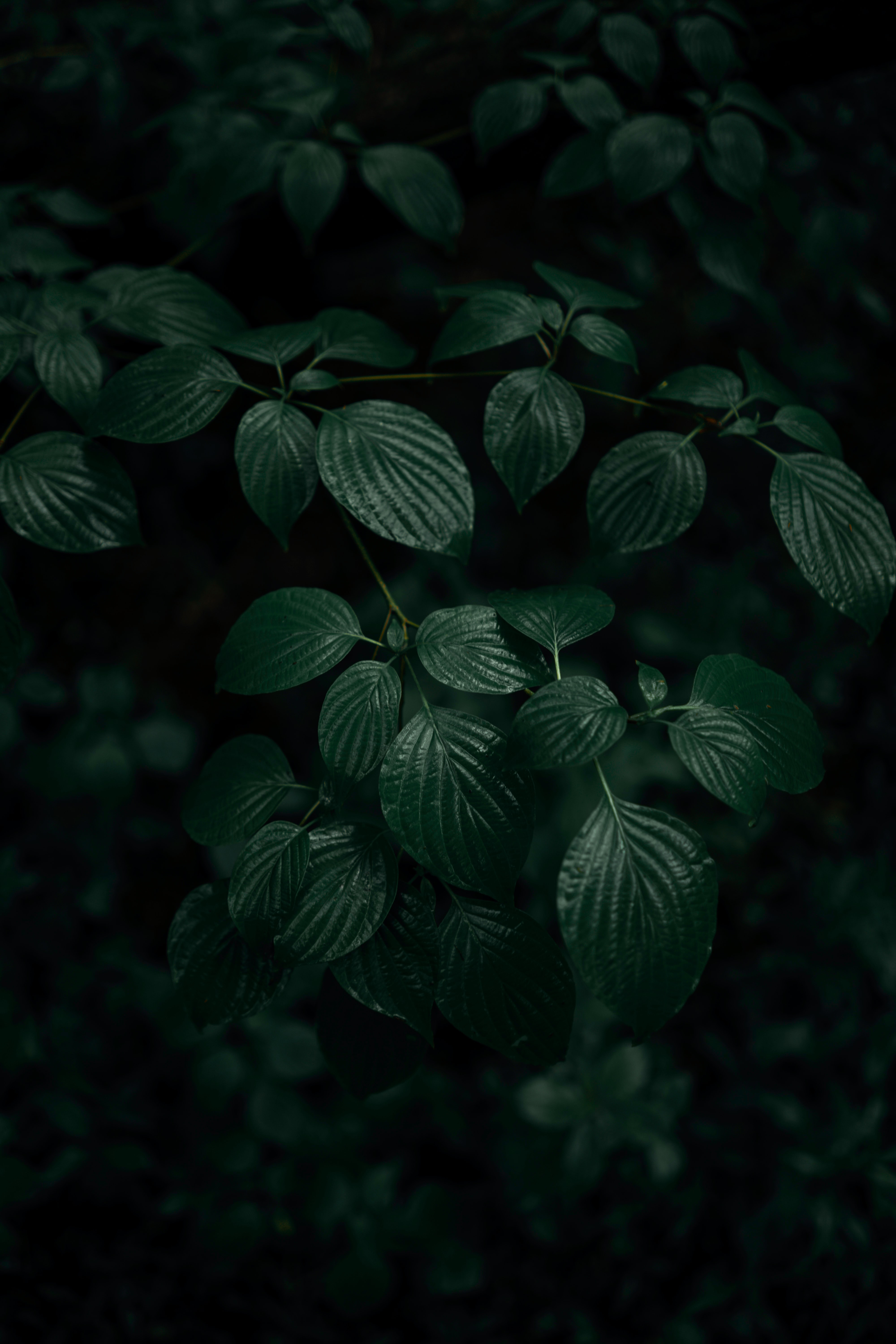 plant, green, dark, leaves, macro Full HD