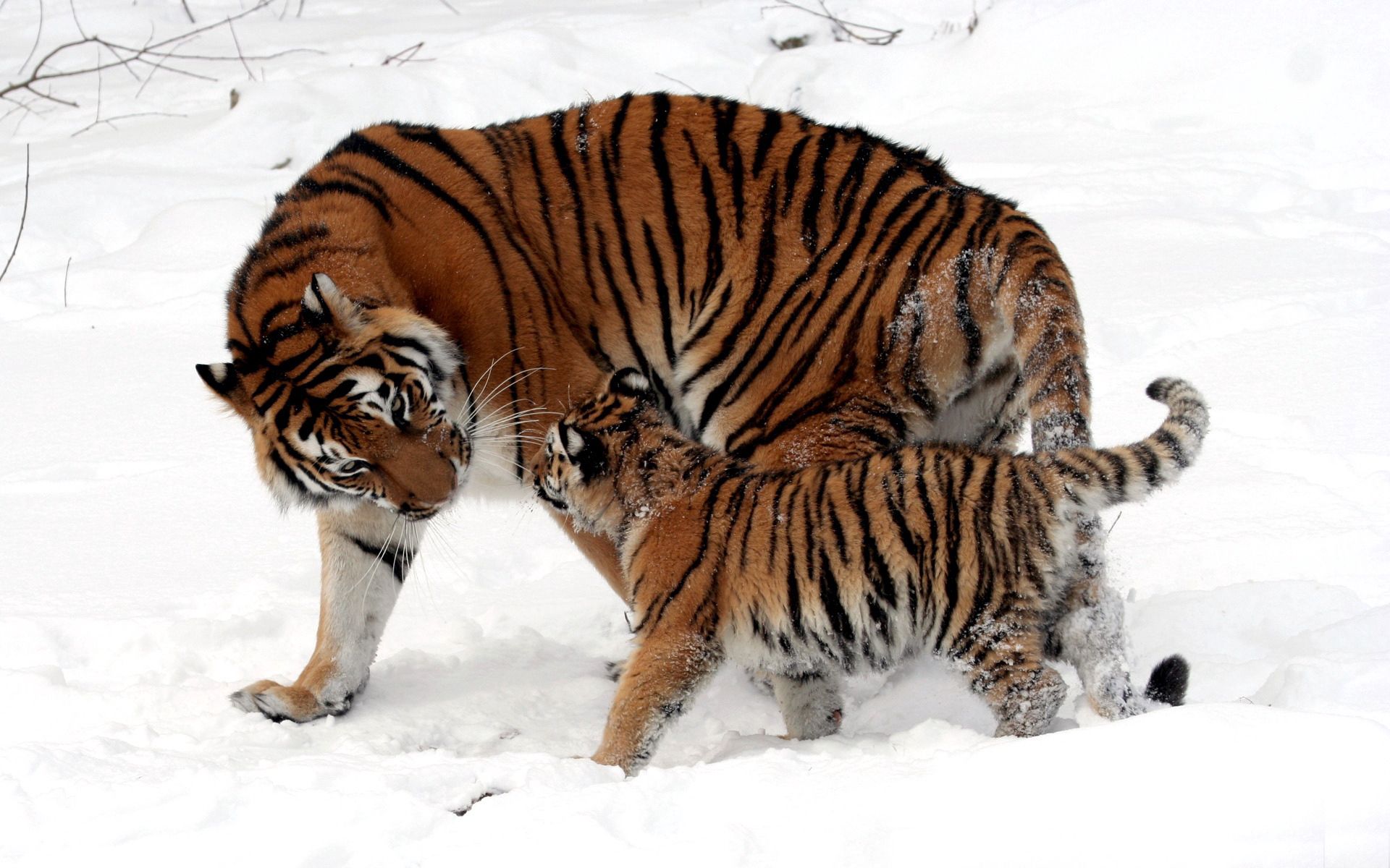 138859 скачать картинку снег, тигр, тигренок, животные, детеныш, играть - обои и заставки бесплатно