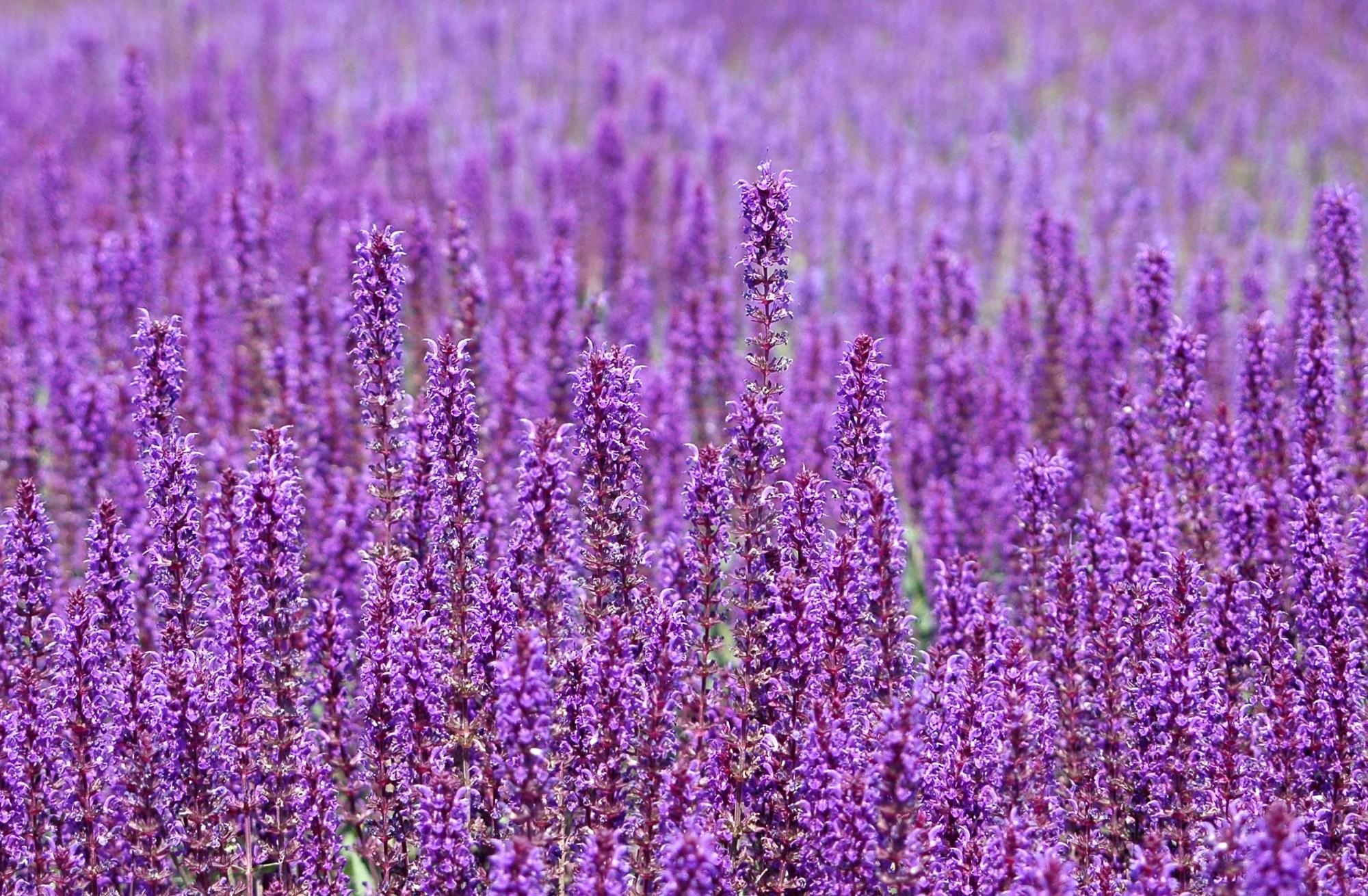 Download mobile wallpaper Field, Lot, Flowers, Violet for free.