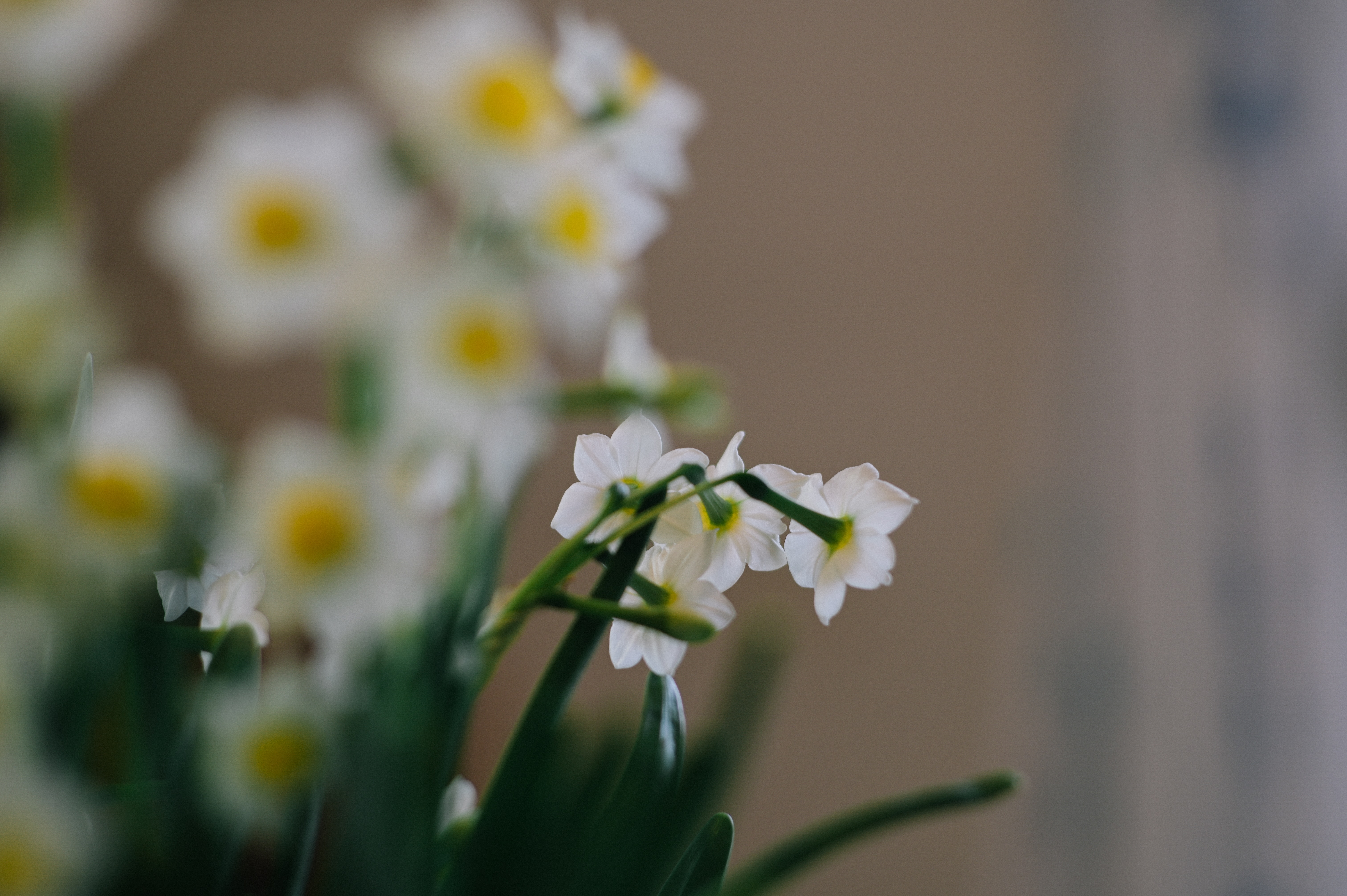 flowers, narcissussi, white, plant, spring iphone wallpaper