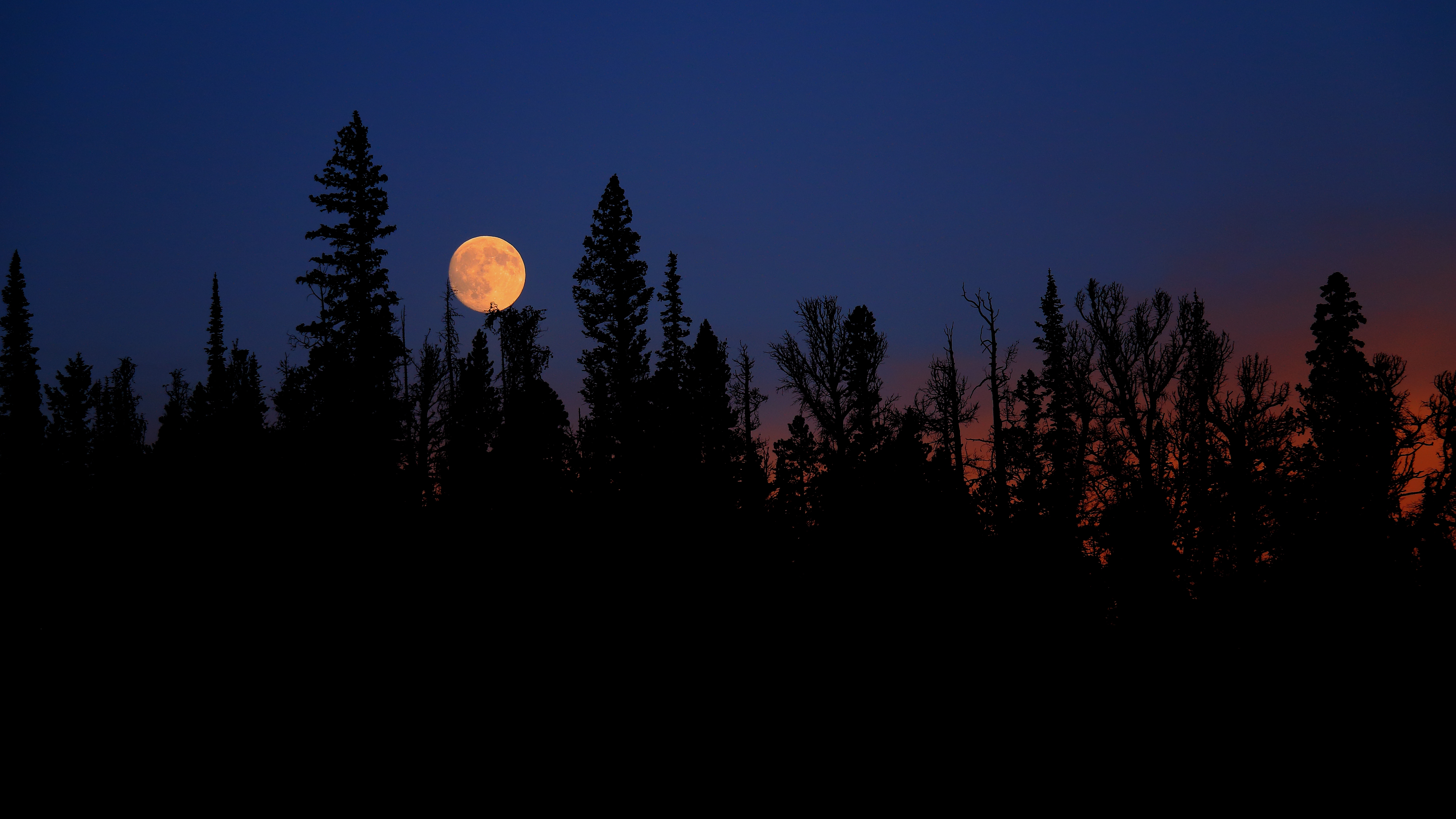 Download mobile wallpaper Fir, Spruce, Trees, Nature, Night, Moon for free.
