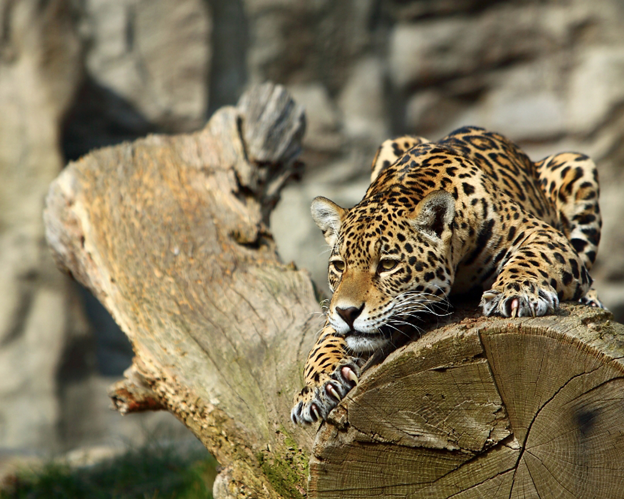 Download background animal, leopard