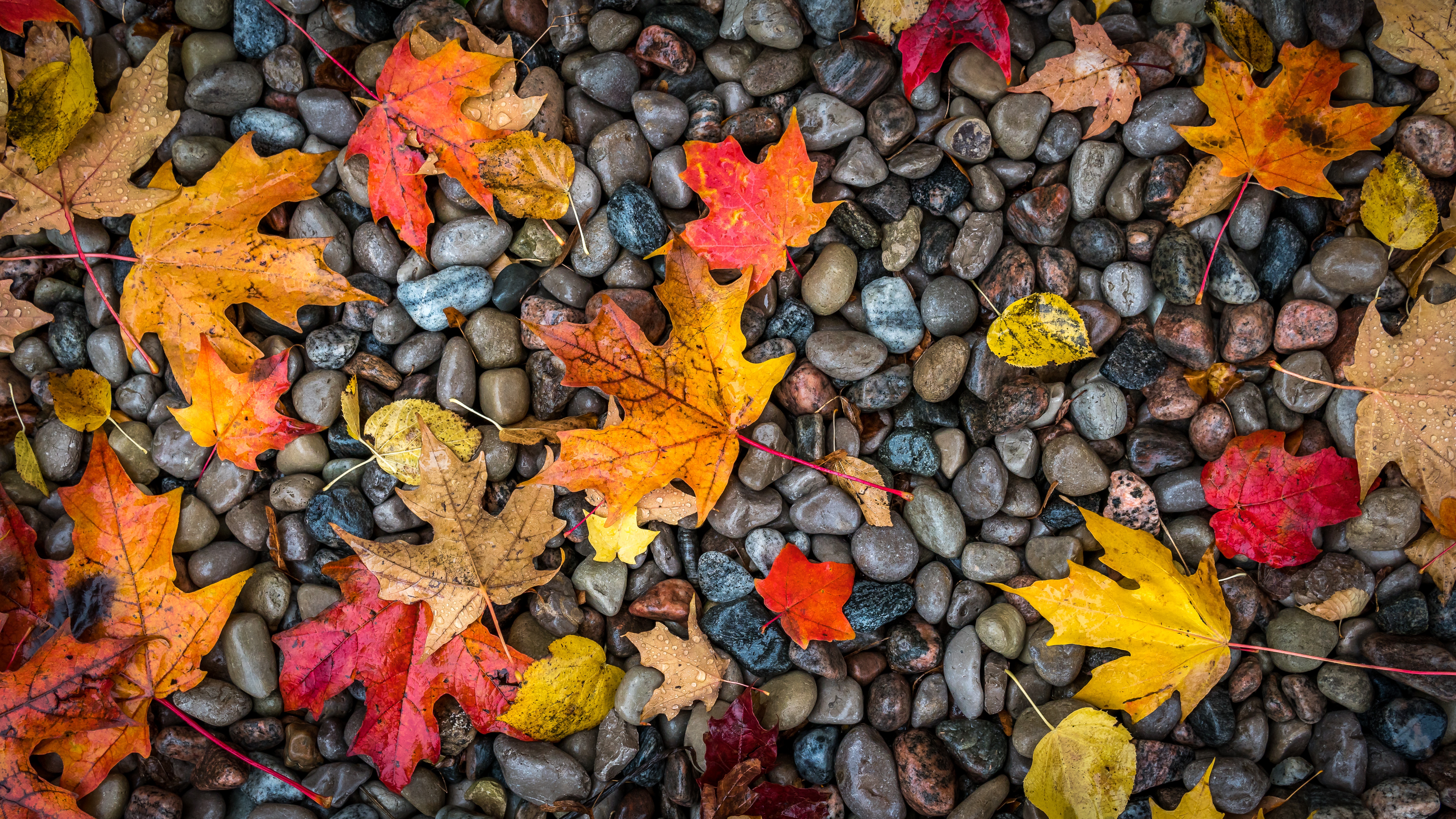 autumn, nature, stones, maple, leaves, wet, humid QHD
