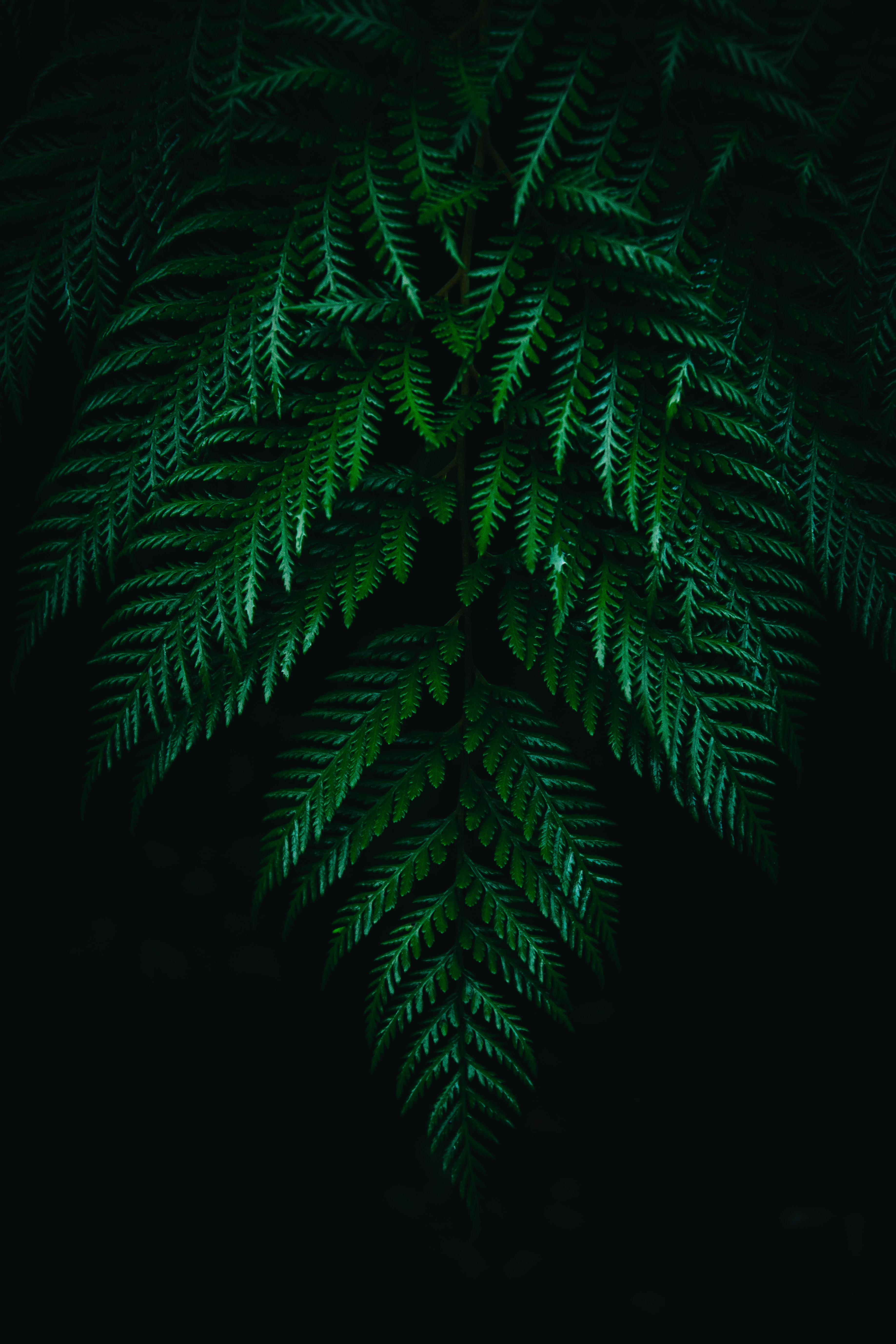 fern, dark, leaves, plant, macro, branches Smartphone Background