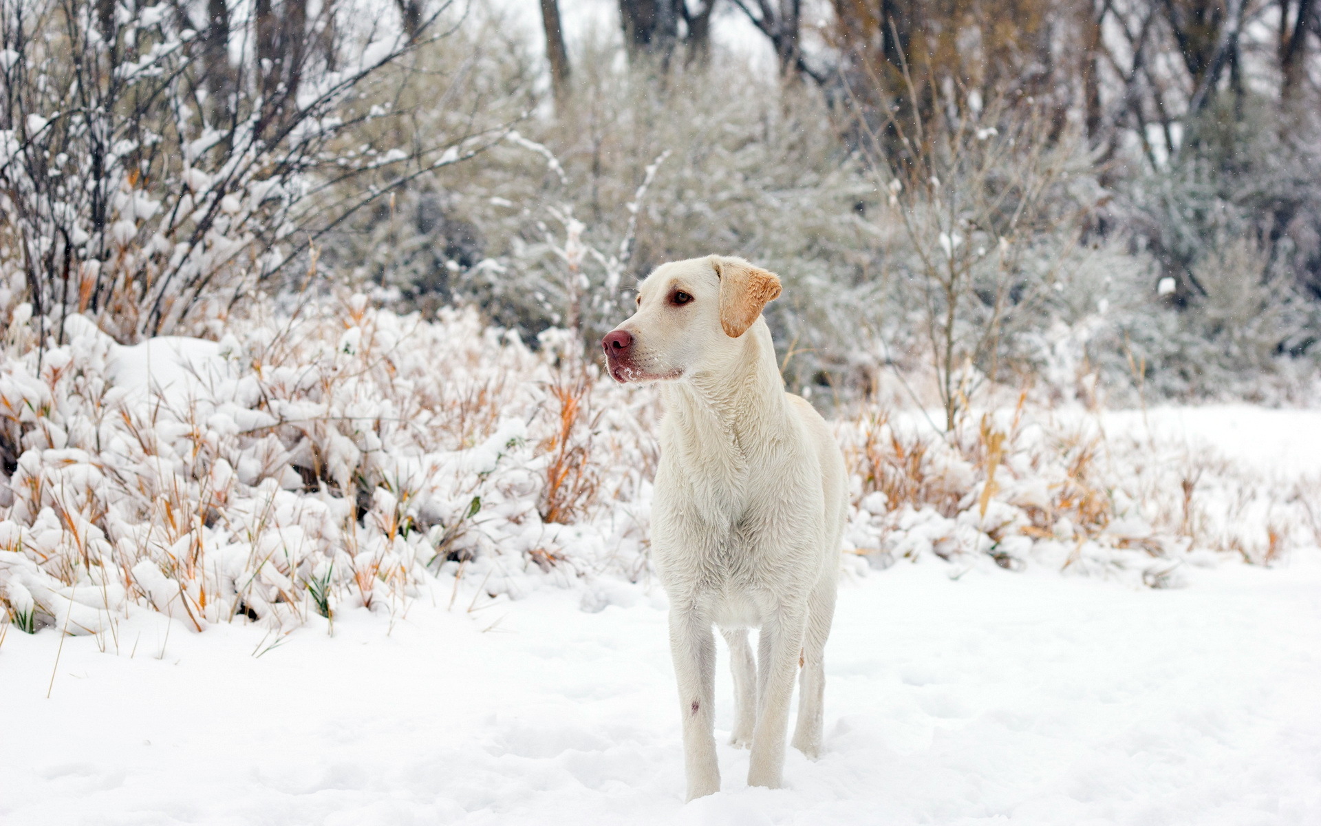 Собака сугроб. Дог Винтер. Собака зимой. Собака в снегу. Щенок и снег.