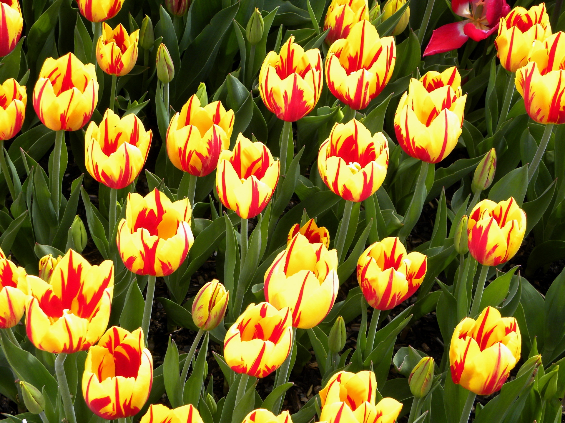 tulips, flowers, bright, flower bed, flowerbed, variegated, mottled HD wallpaper