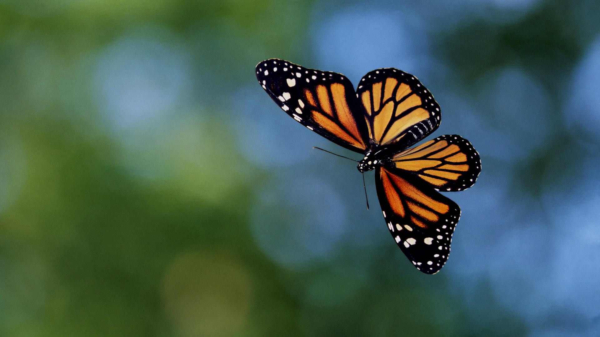 2 летающие бабочки. Олимпиус Инферно бабочка. Данаида Монарх. Красивые бабочки. Бабочки летают.