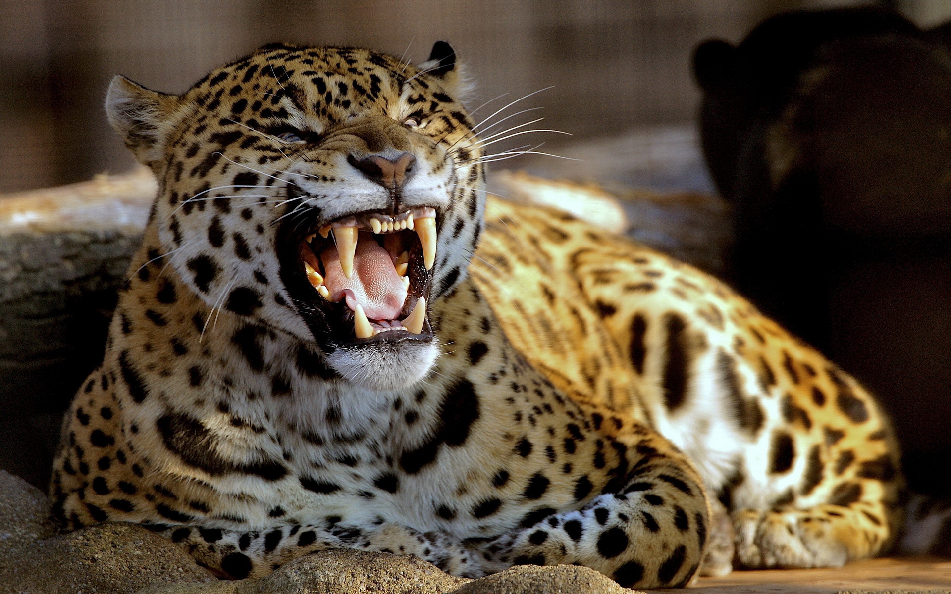 Тигр леопард гепард