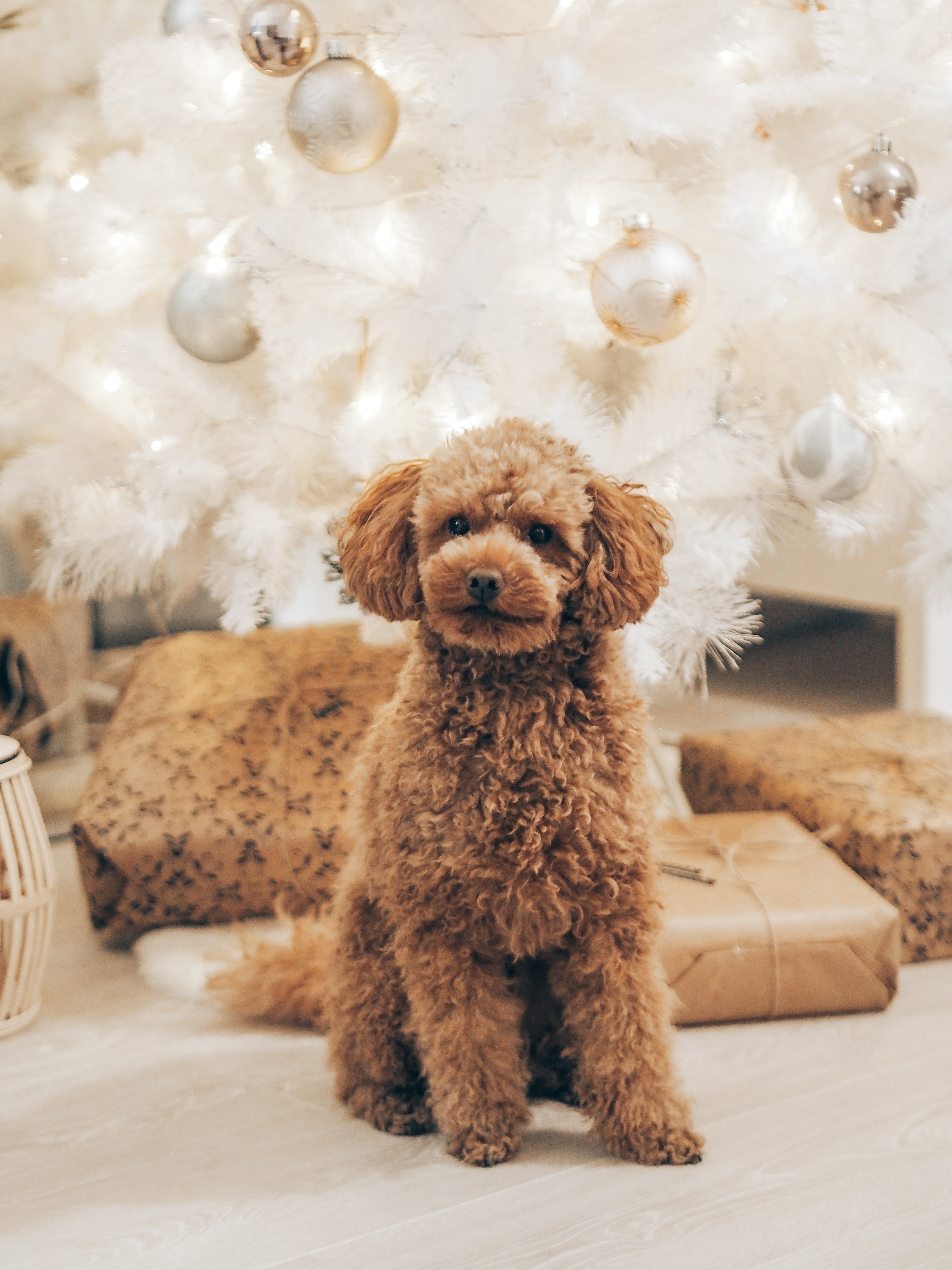 Download mobile wallpaper Curly, Poodle, Animals, Dog, Pet, Brown for free.