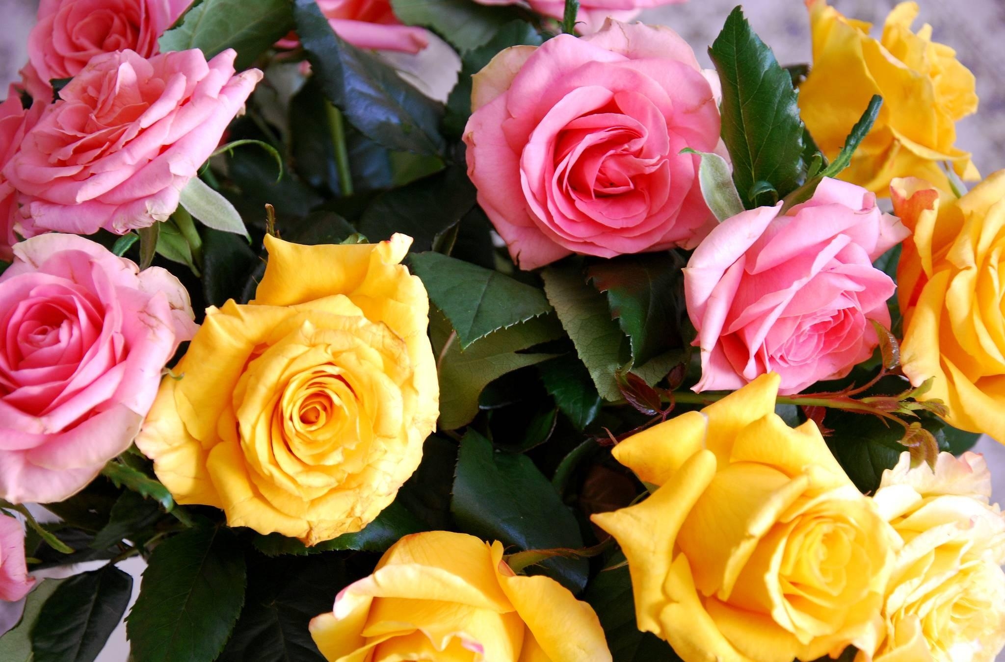 120099 télécharger le fond d'écran rose, fleurs, roses, jaune, bouquet, bourgeons - économiseurs d'écran et images gratuitement