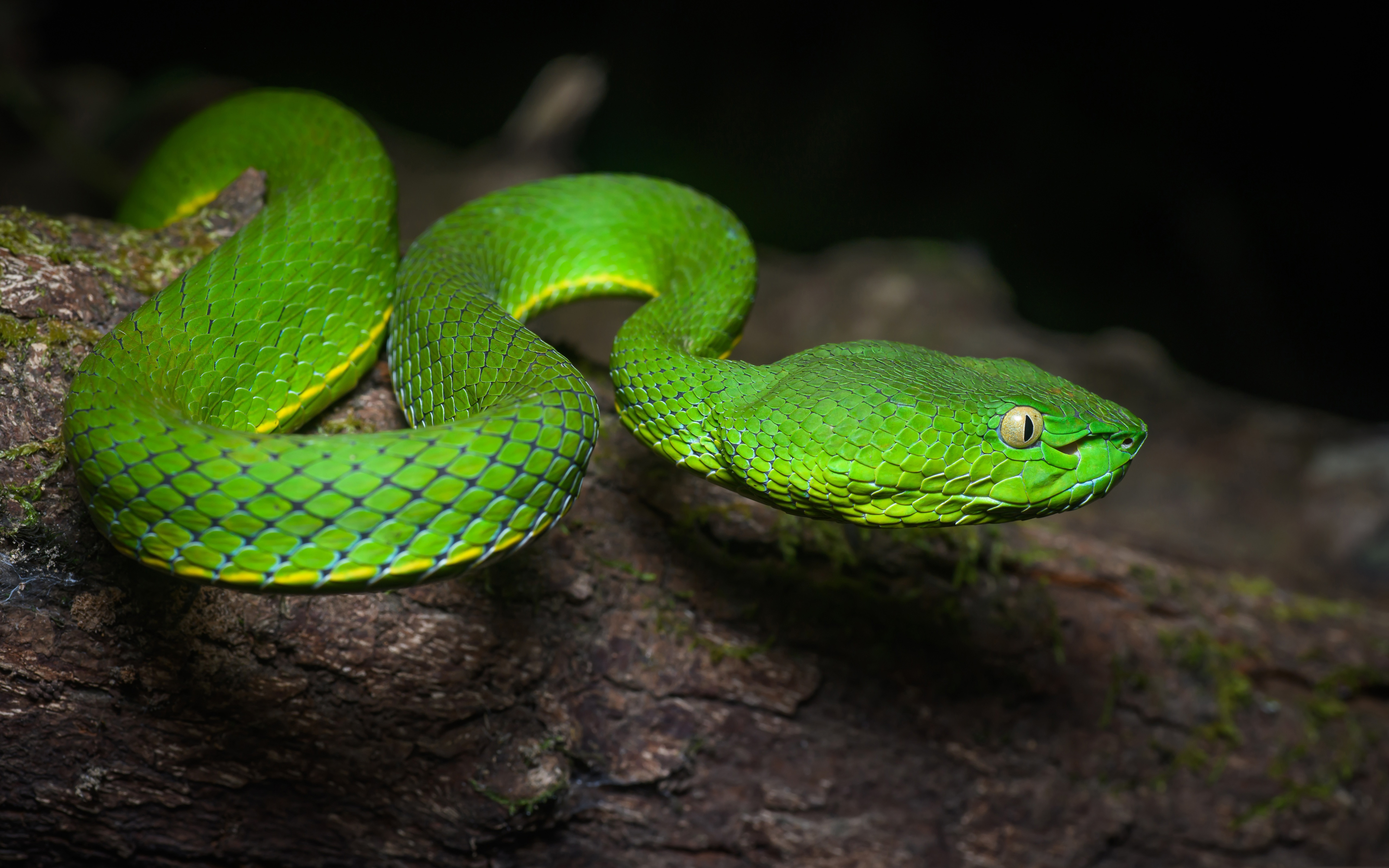 482219 Hintergrundbild herunterladen tiere, viper, reptil, schlange, reptilien - Bildschirmschoner und Bilder kostenlos