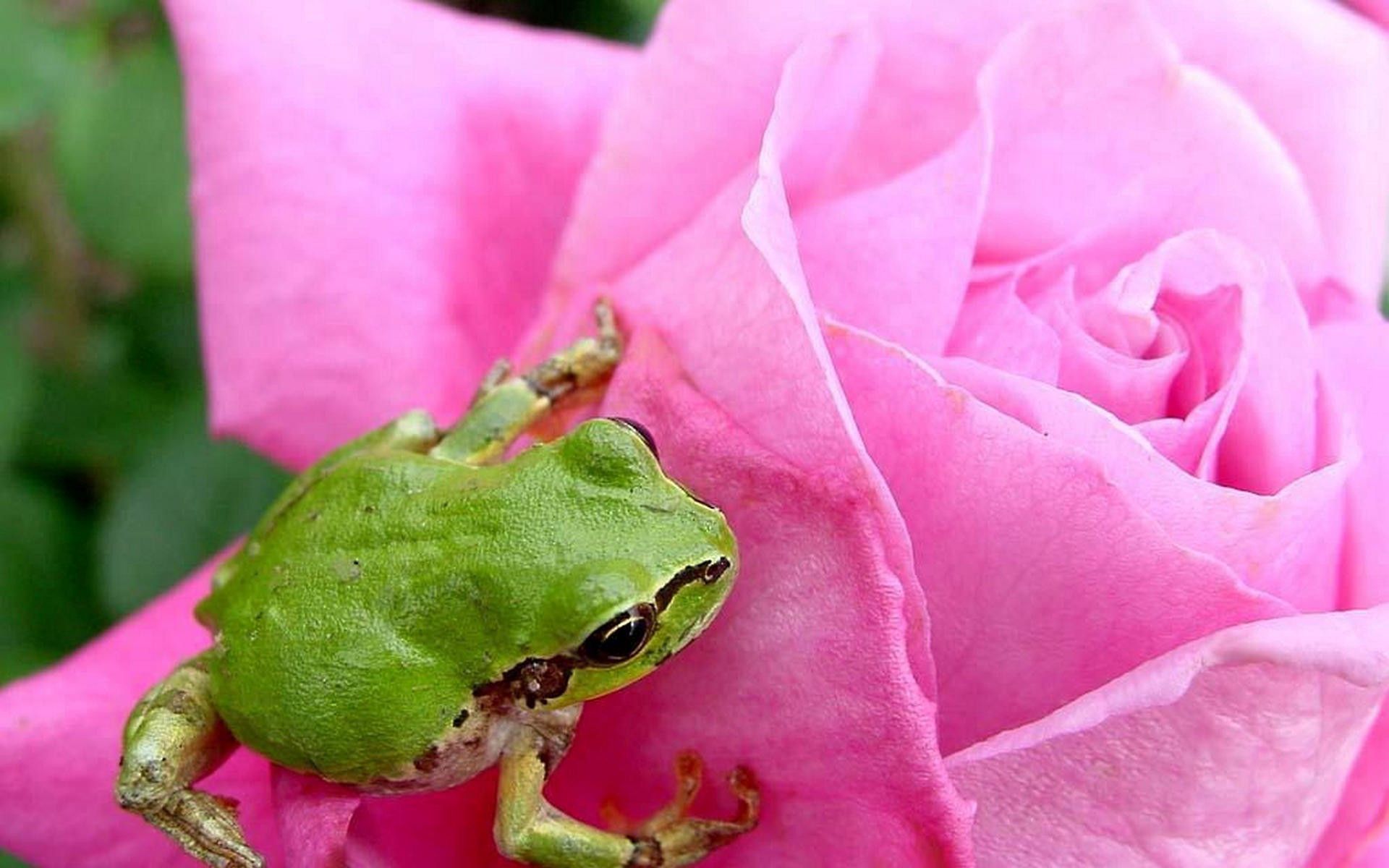 Laden Sie das Rose, Blütenblätter, Knospe, Bud, Tiere, Frosch-Bild kostenlos auf Ihren PC-Desktop herunter