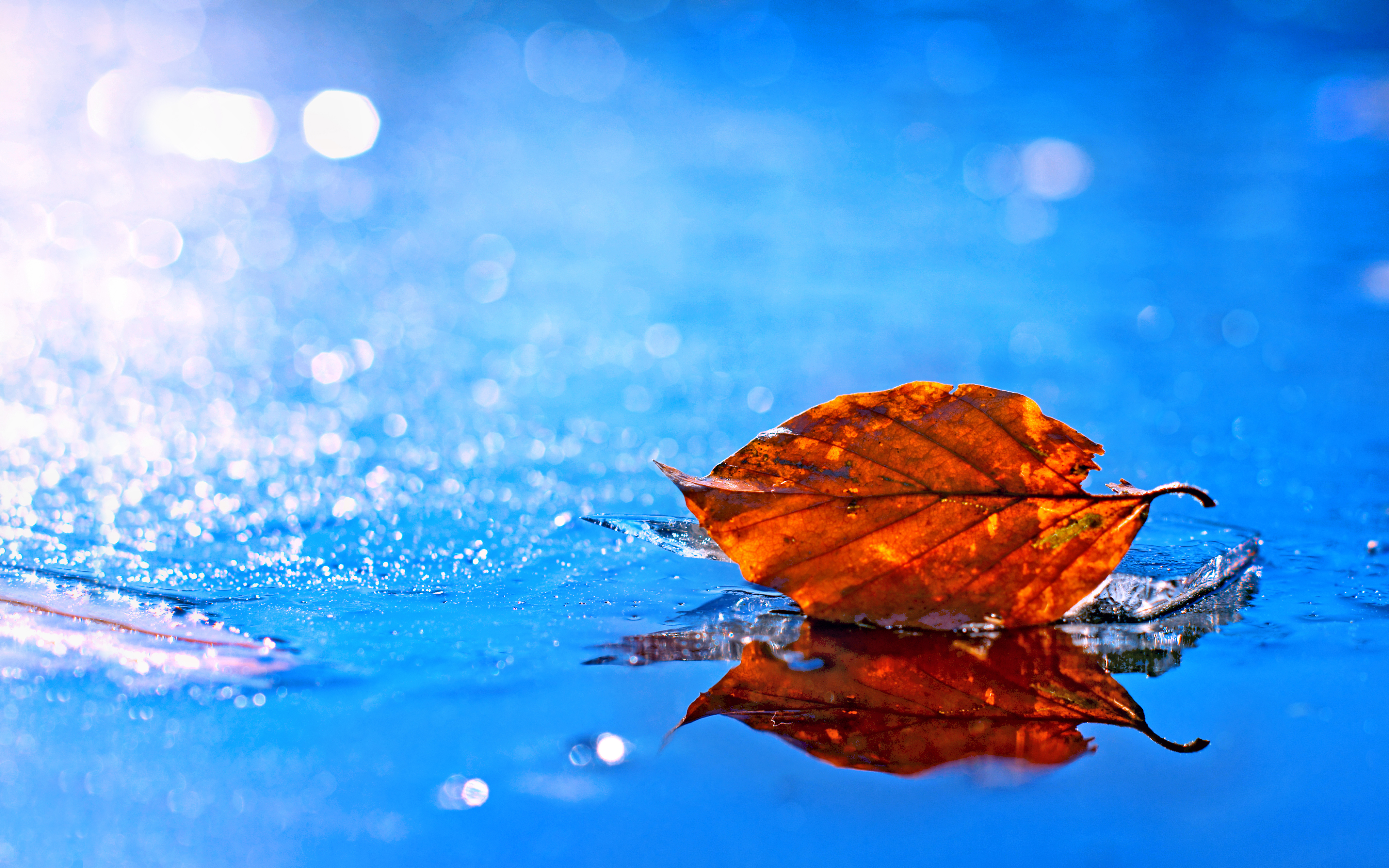 Попав в листья вода с поверхности. Листья на воде. Осень вода. Осенние листья на воде. Лис вода.