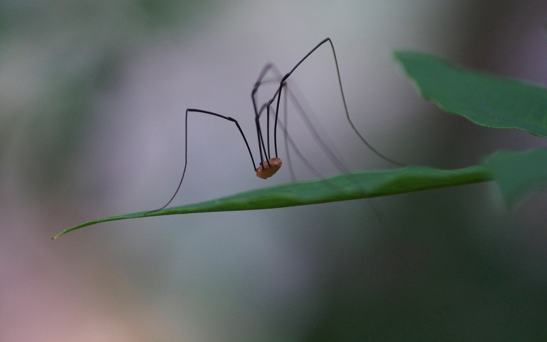 macro, legs, paws, spider, long wallpapers for tablet
