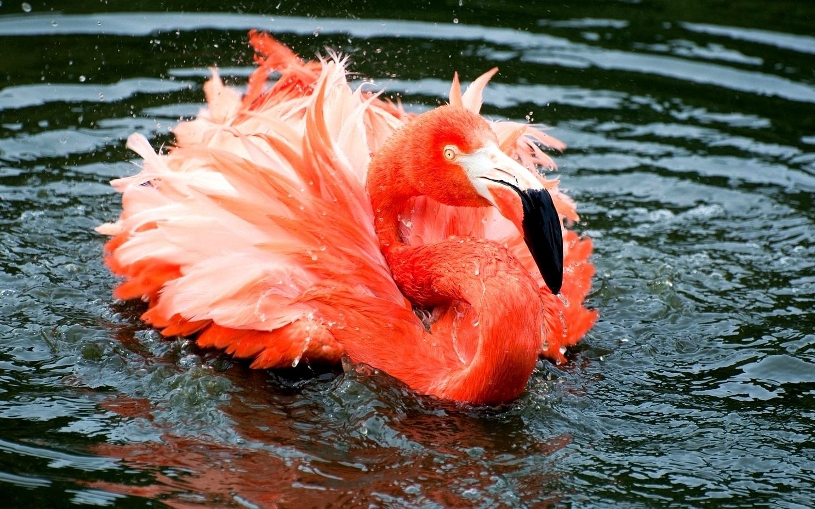 Free download wallpaper Animals, Rivers, Lake, Swim, Feather, To Swim, Flamingo on your PC desktop