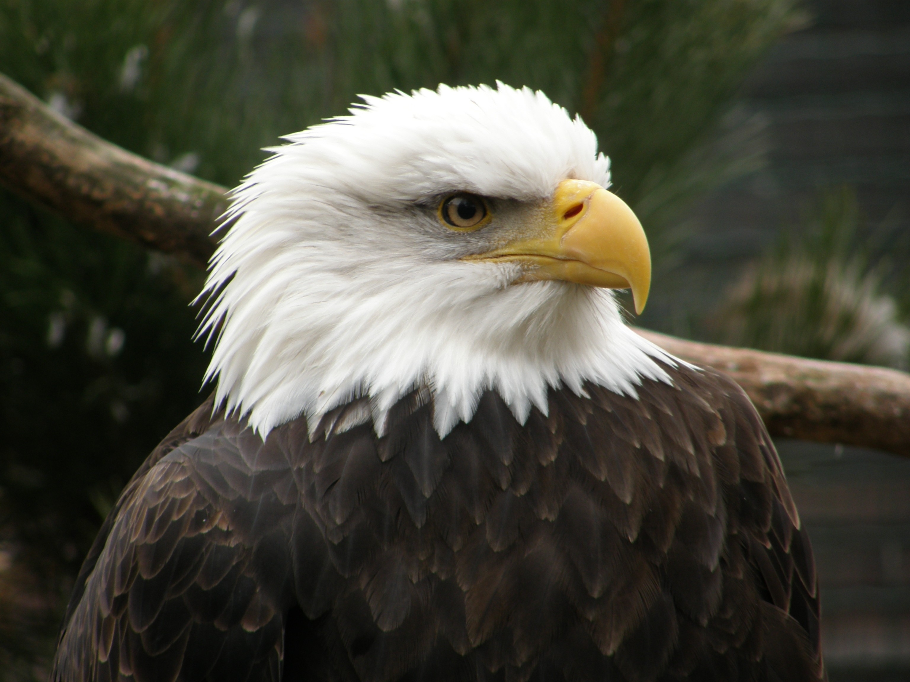 86817 descargar fondo de pantalla águila, pico, animales, pájaro, depredador: protectores de pantalla e imágenes gratis
