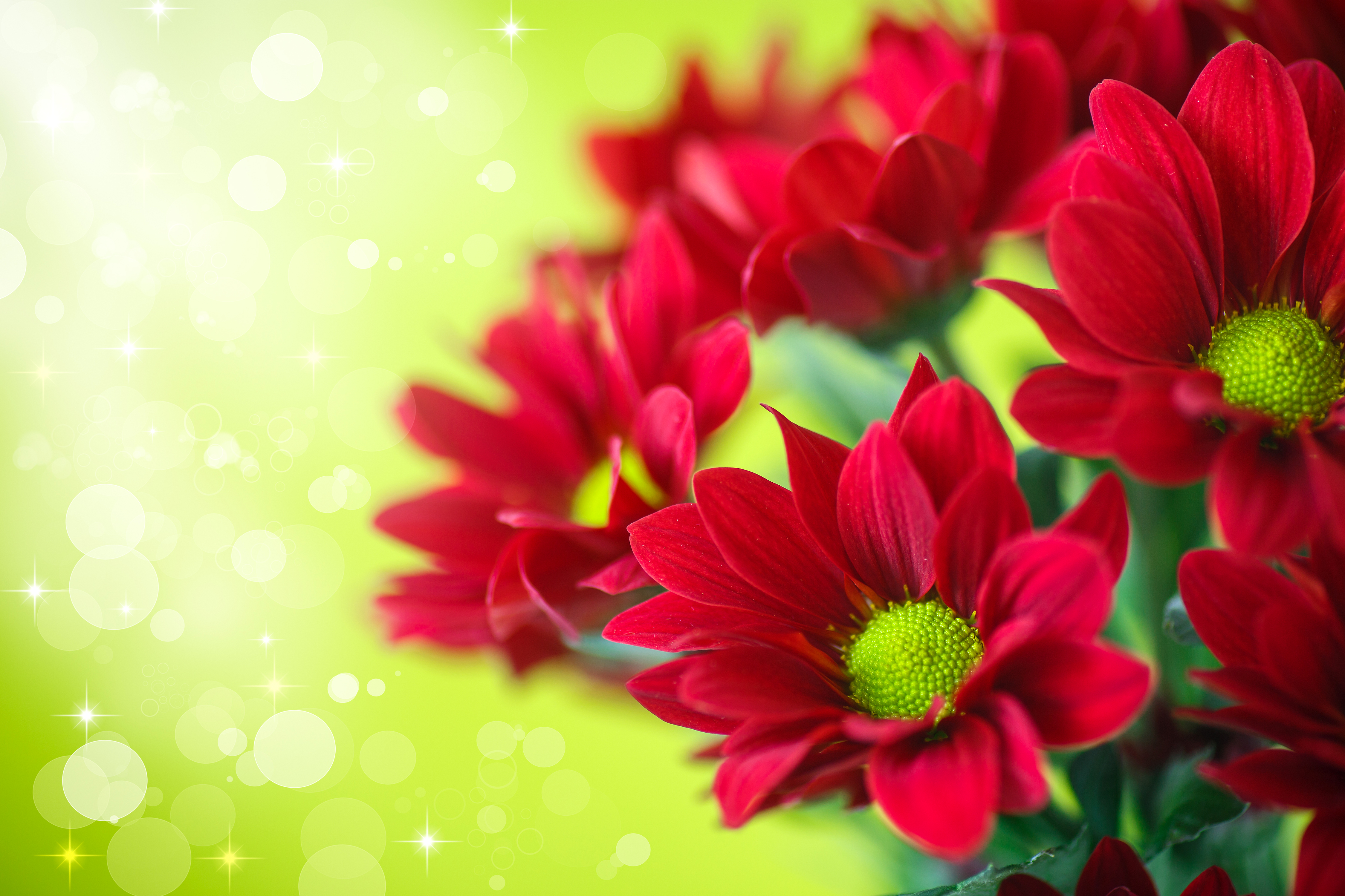 nature, earth, chrysanthemum, flower, red flower, flowers HD wallpaper