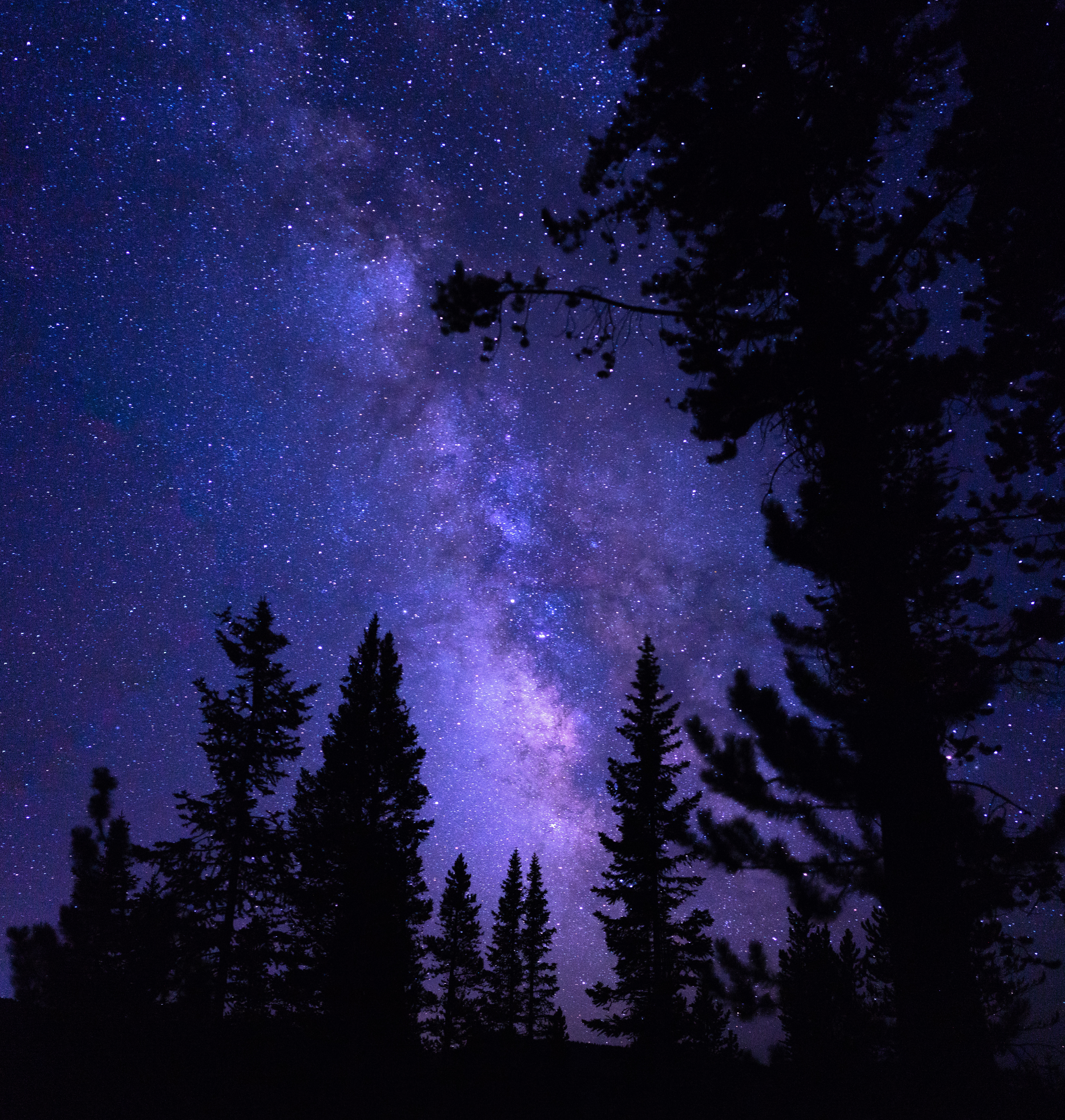 Download mobile wallpaper Night, Trees, Pine, Nature, Starry Sky for free.
