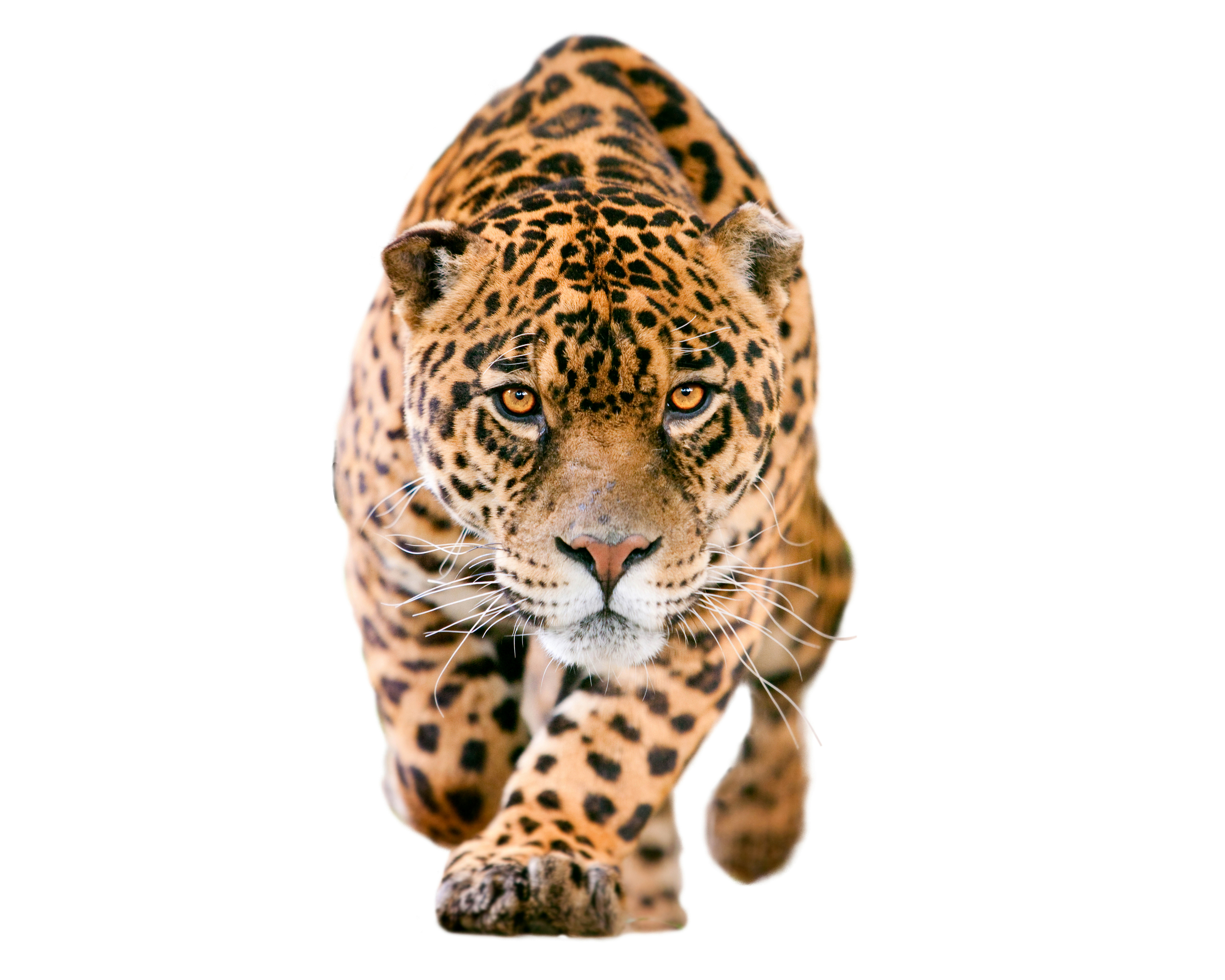 animal, jaguar, muzzle, cats Desktop Wallpaper