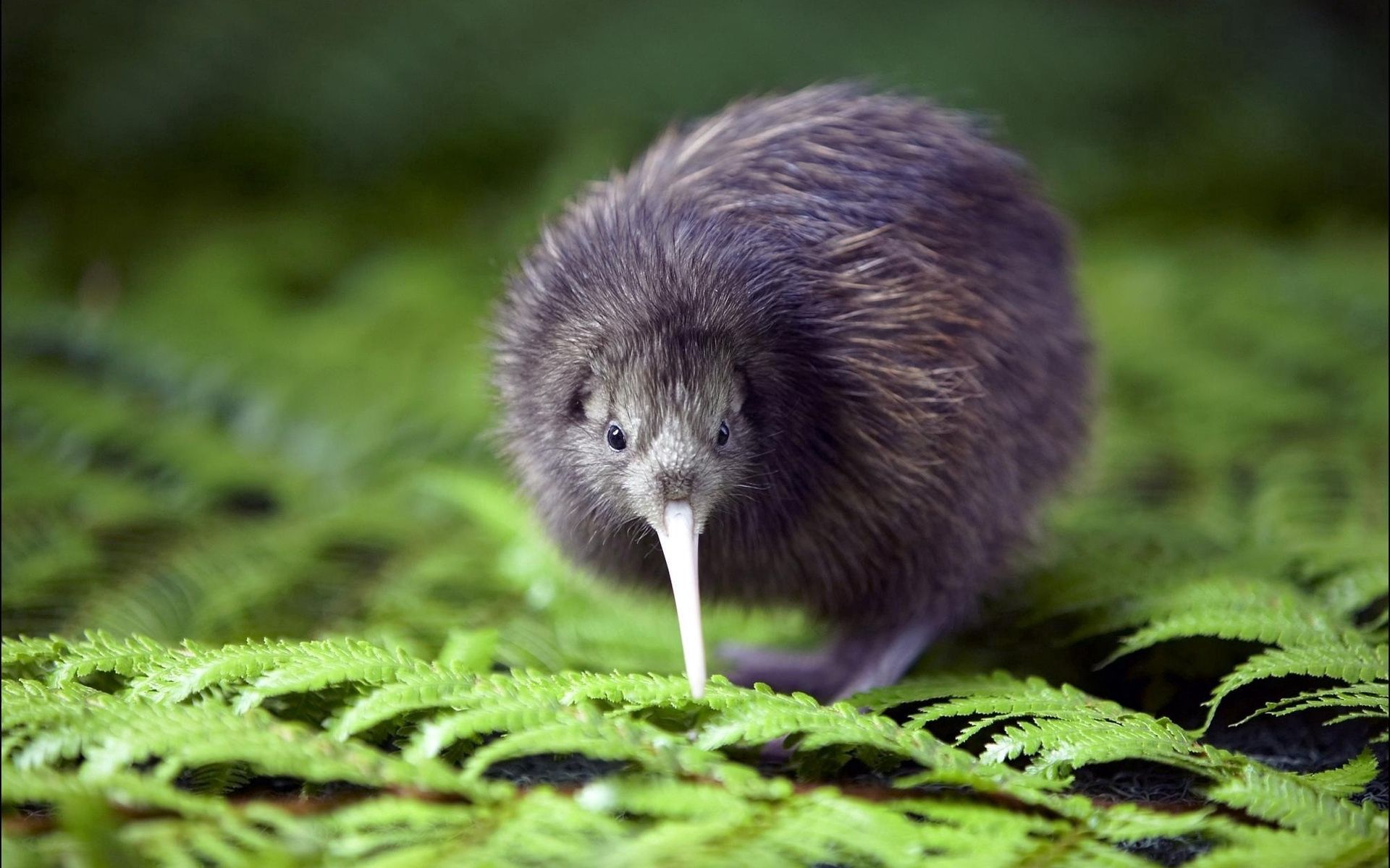 Laden Sie das Kiwi, Farn, Tiere, Vogel-Bild kostenlos auf Ihren PC-Desktop herunter