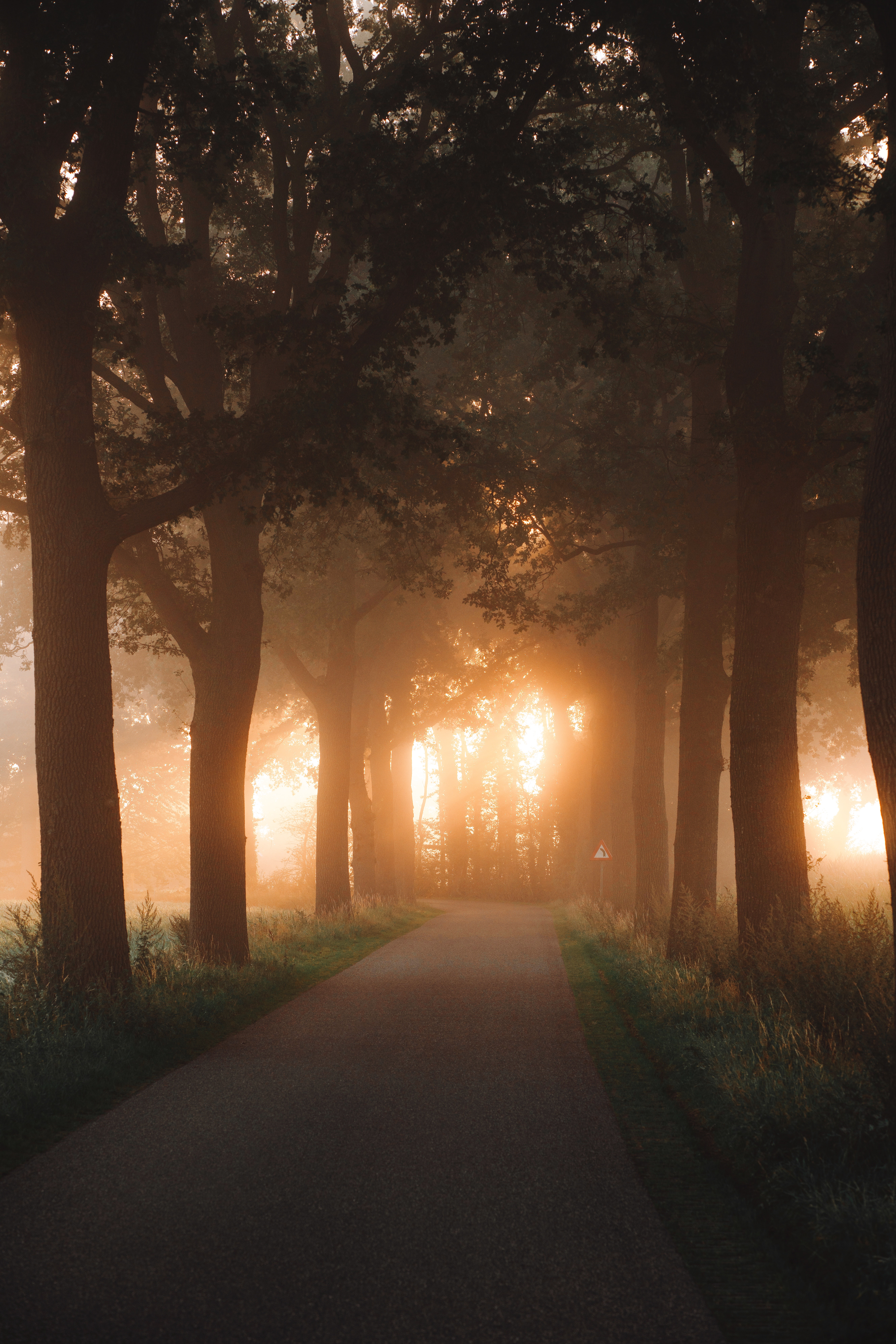 PC Wallpapers alley, nature, trees, shine, light, beams, rays, road