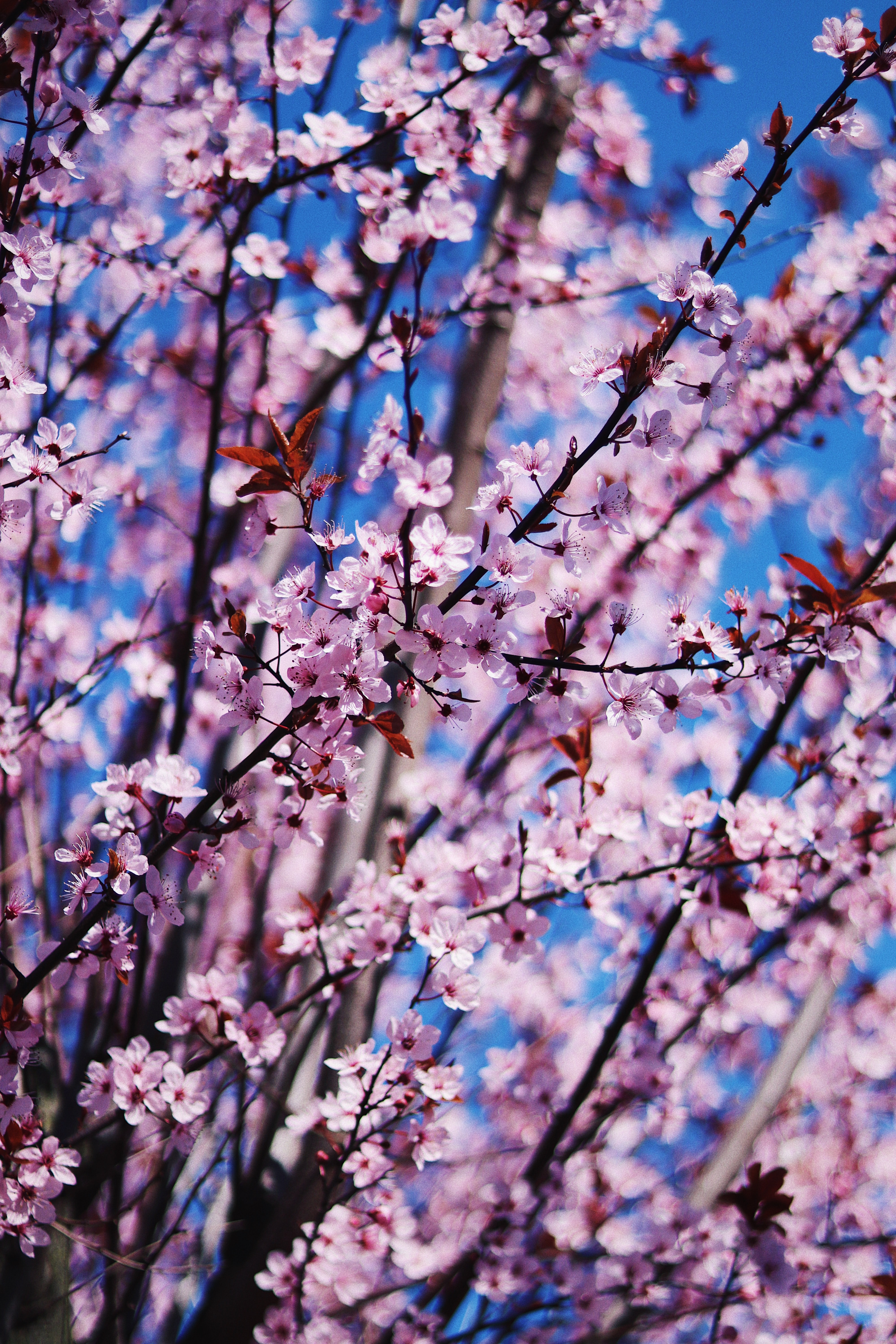 無料モバイル壁紙ブランチ, 咲く, 花びら, 枝, 花, 開花, フラワーズ, 春をダウンロードします。