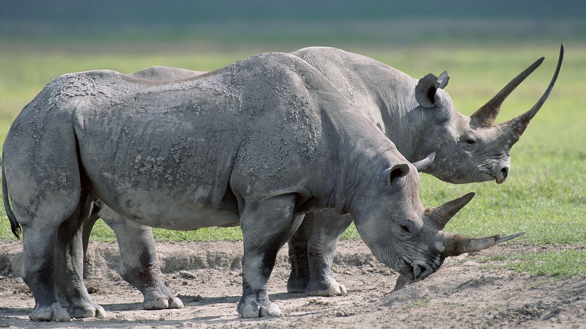 1455092 скачать обои носорог, животные - заставки и картинки бесплатно
