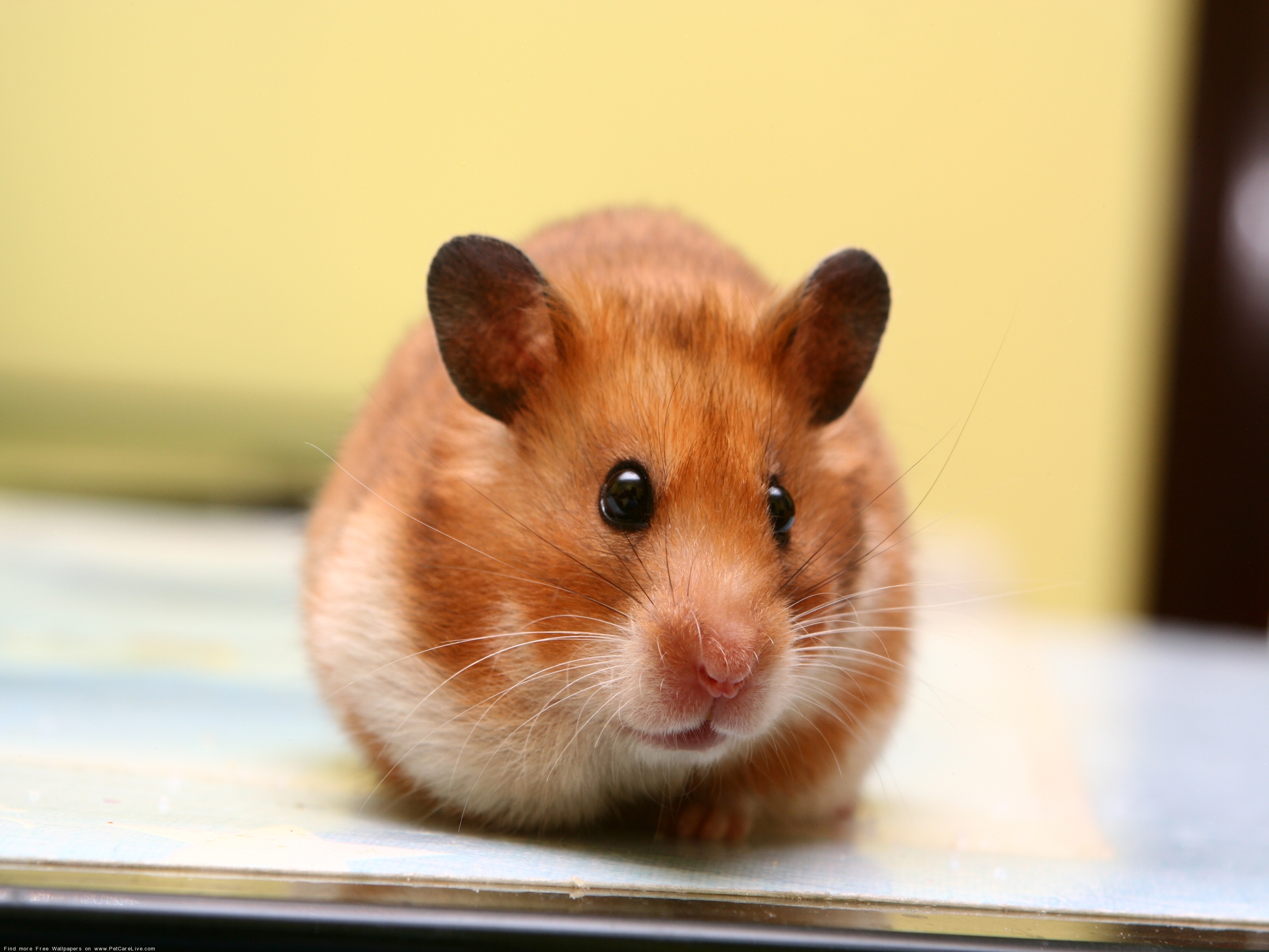 wallpapers hamster, animals, muzzle, kid, tot, rodent, eared