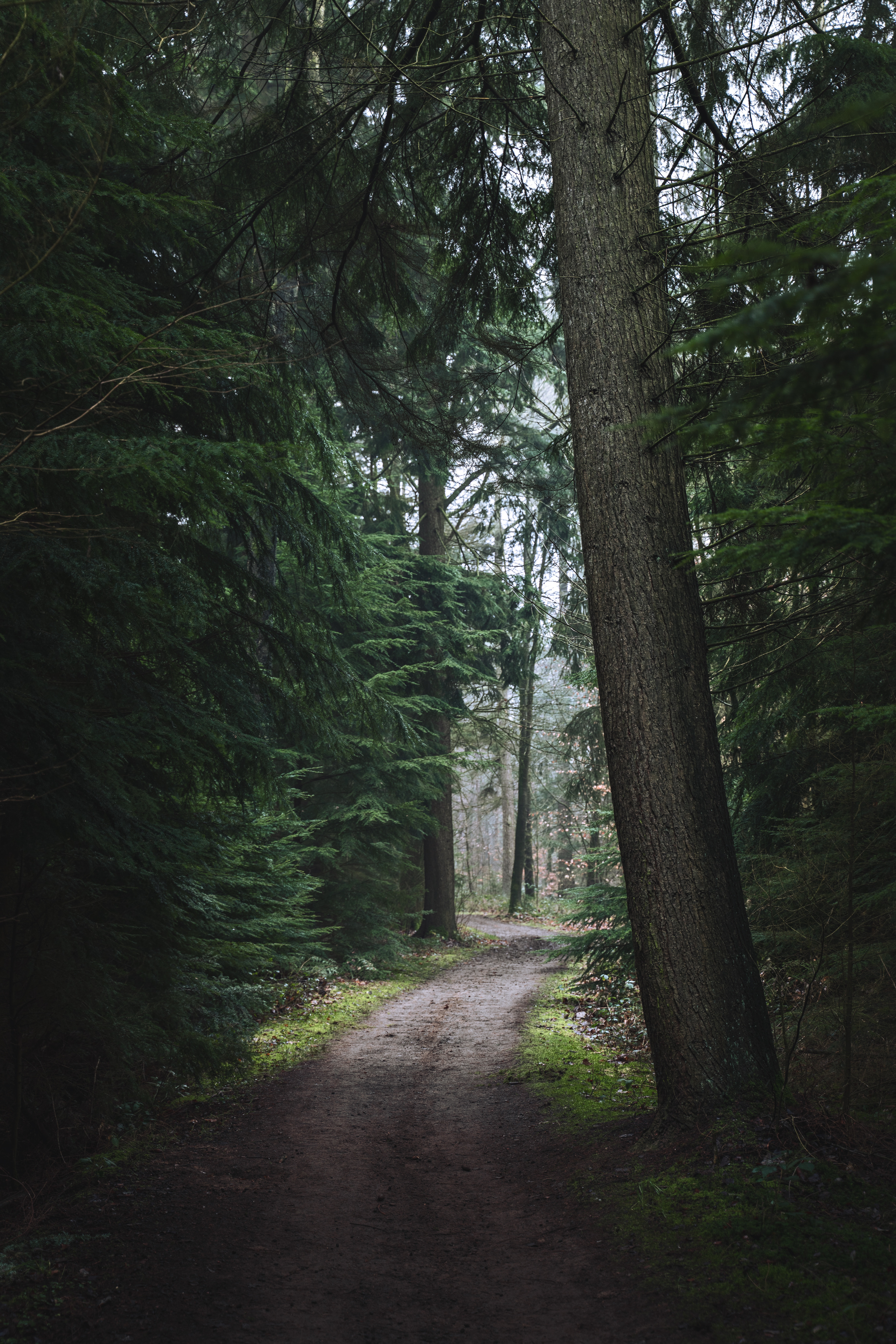 Download mobile wallpaper Forest, Trail, Pine, Path, Trees, Nature for free.