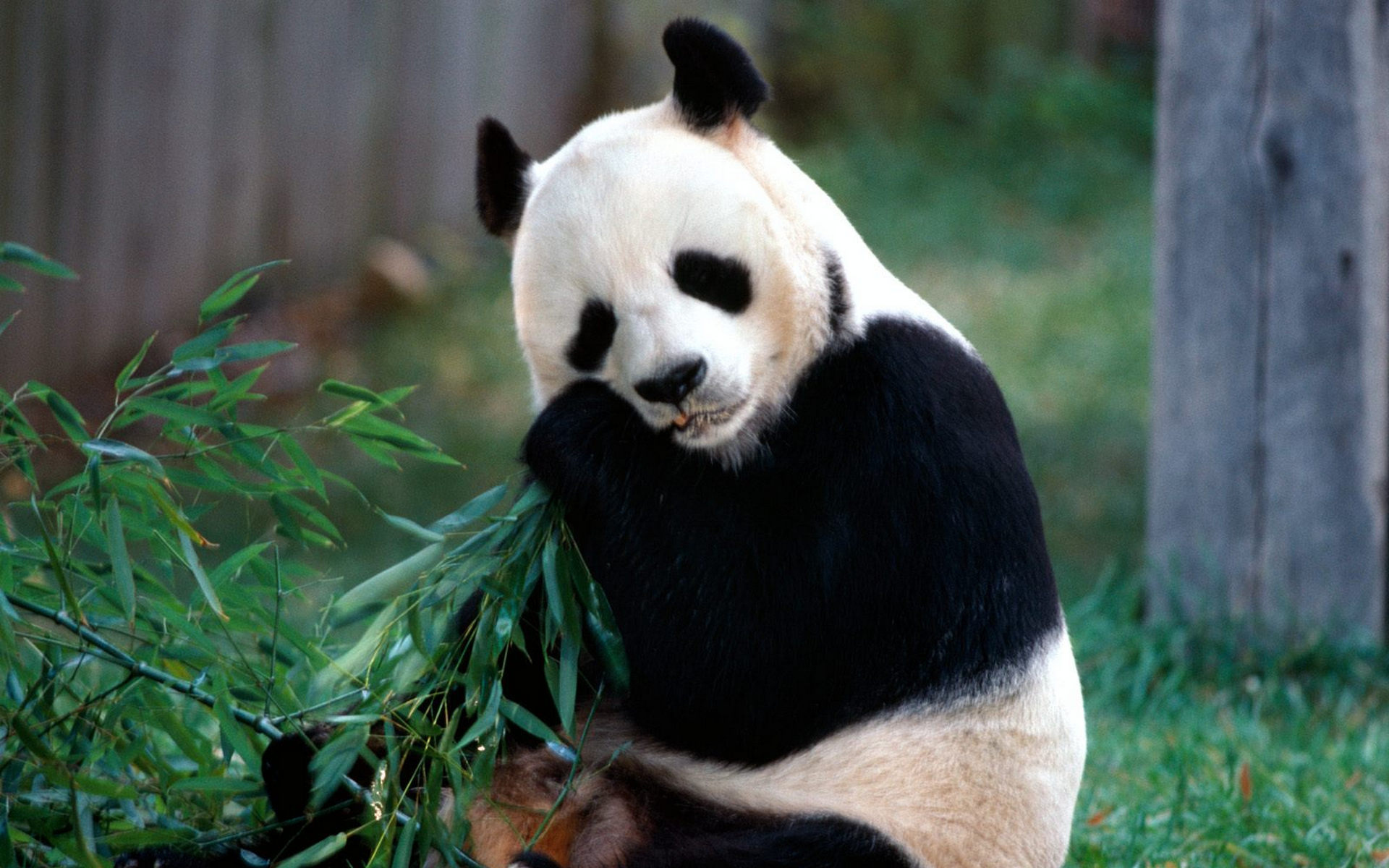 Панда на узбекском языке. Большая Панда (Ailuropoda melanoleuca).. Панда бамбуковый медведь. Большая Панда или бамбуковый медведь. Большая Панда фото.