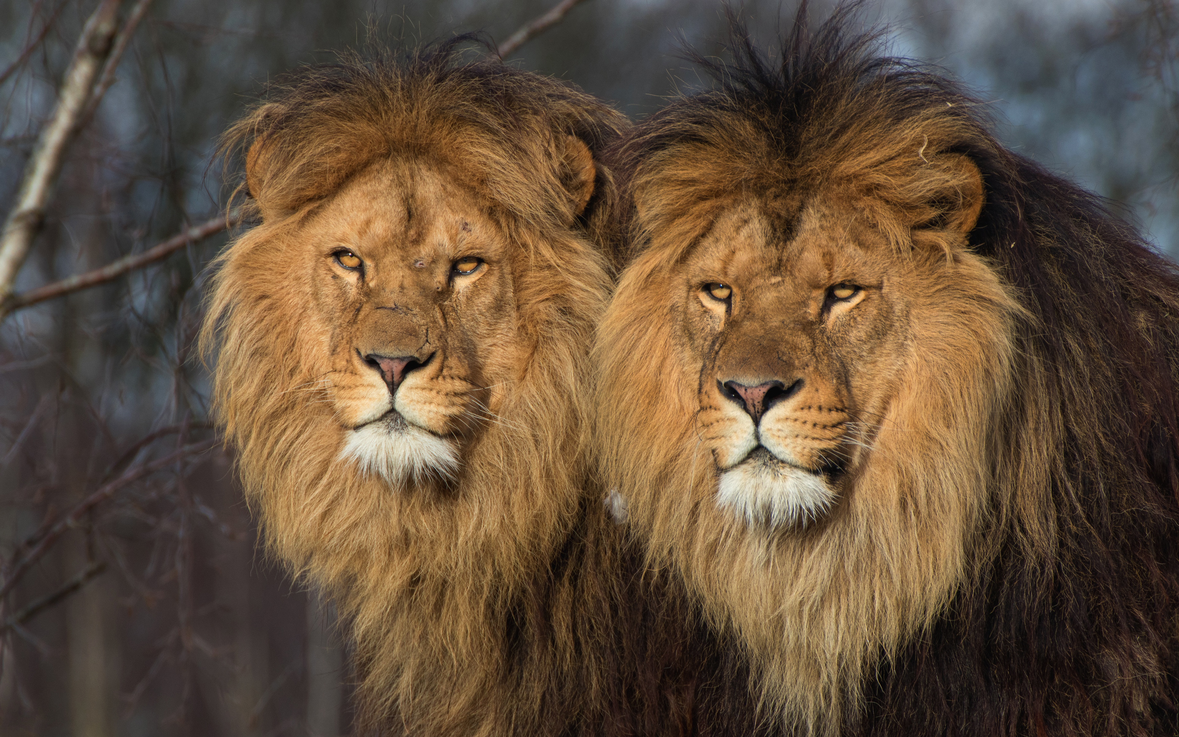 Два брата Льва
