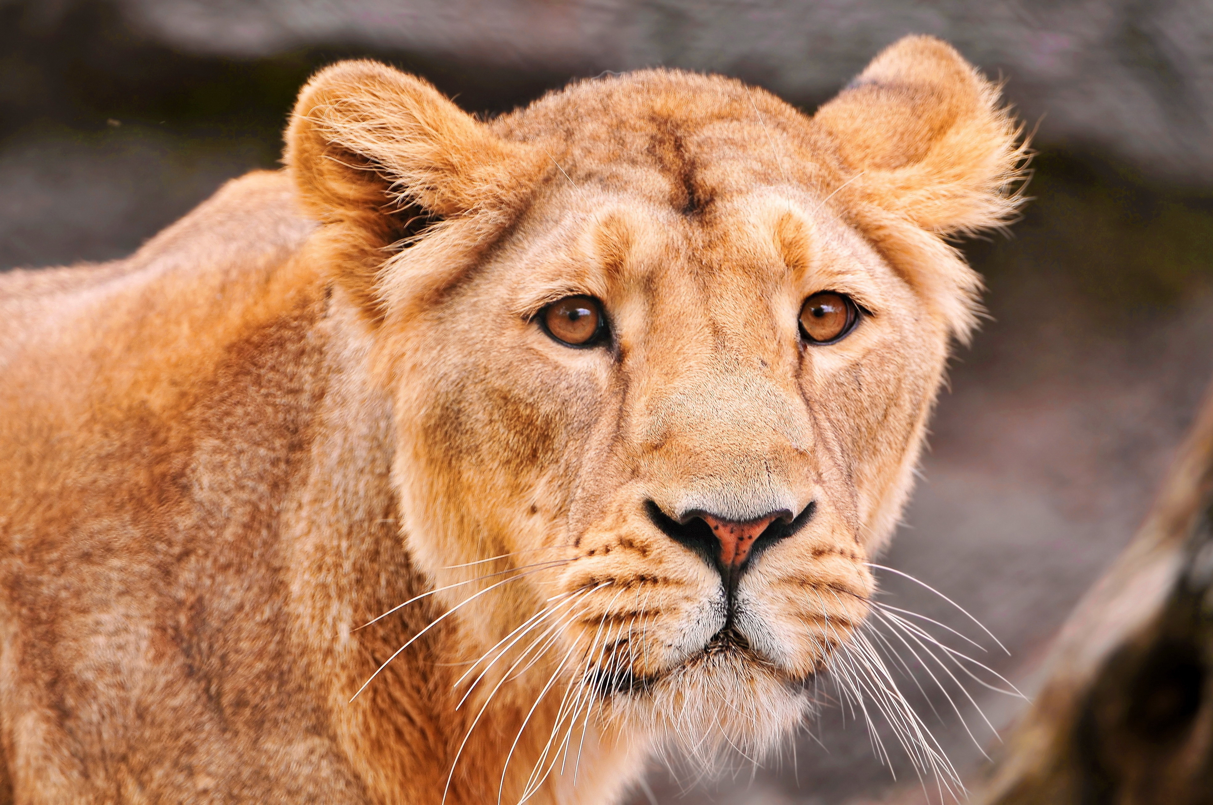 Free download wallpaper Muzzle, Predator, Animals, Big Cat, Lion on your PC desktop