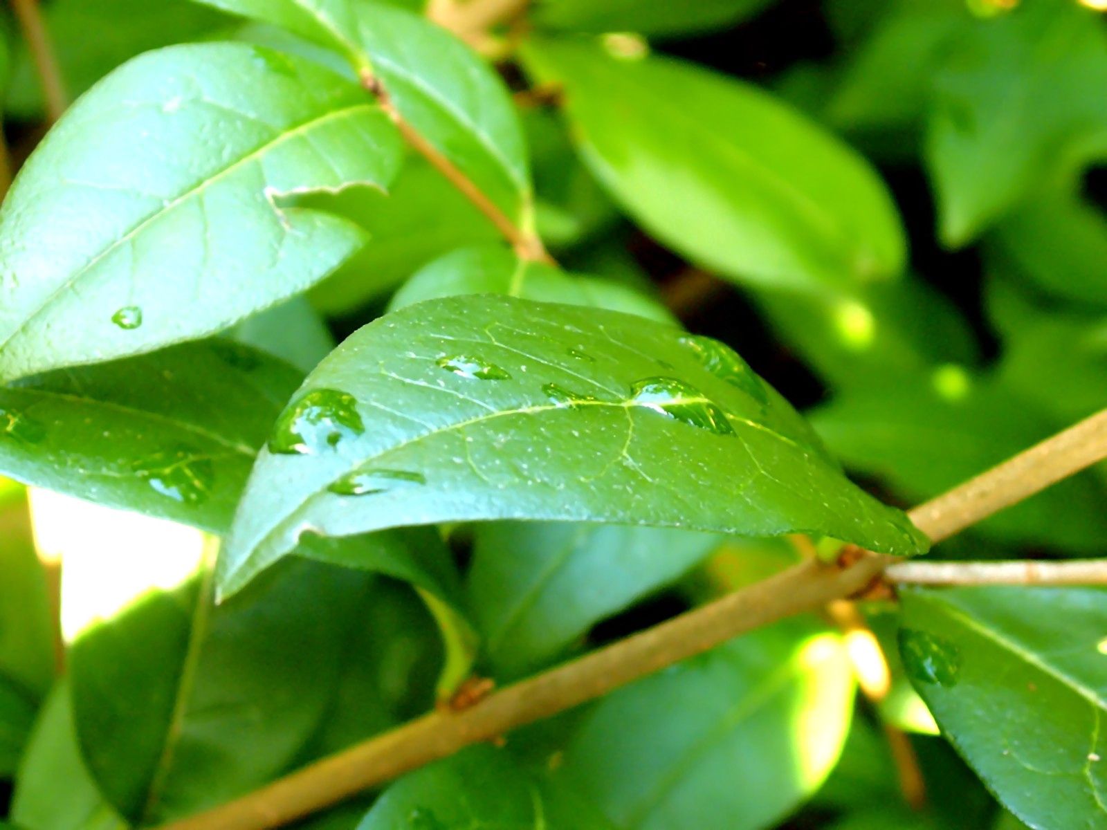 Download mobile wallpaper Branch, Leaves, Macro, Drops for free.