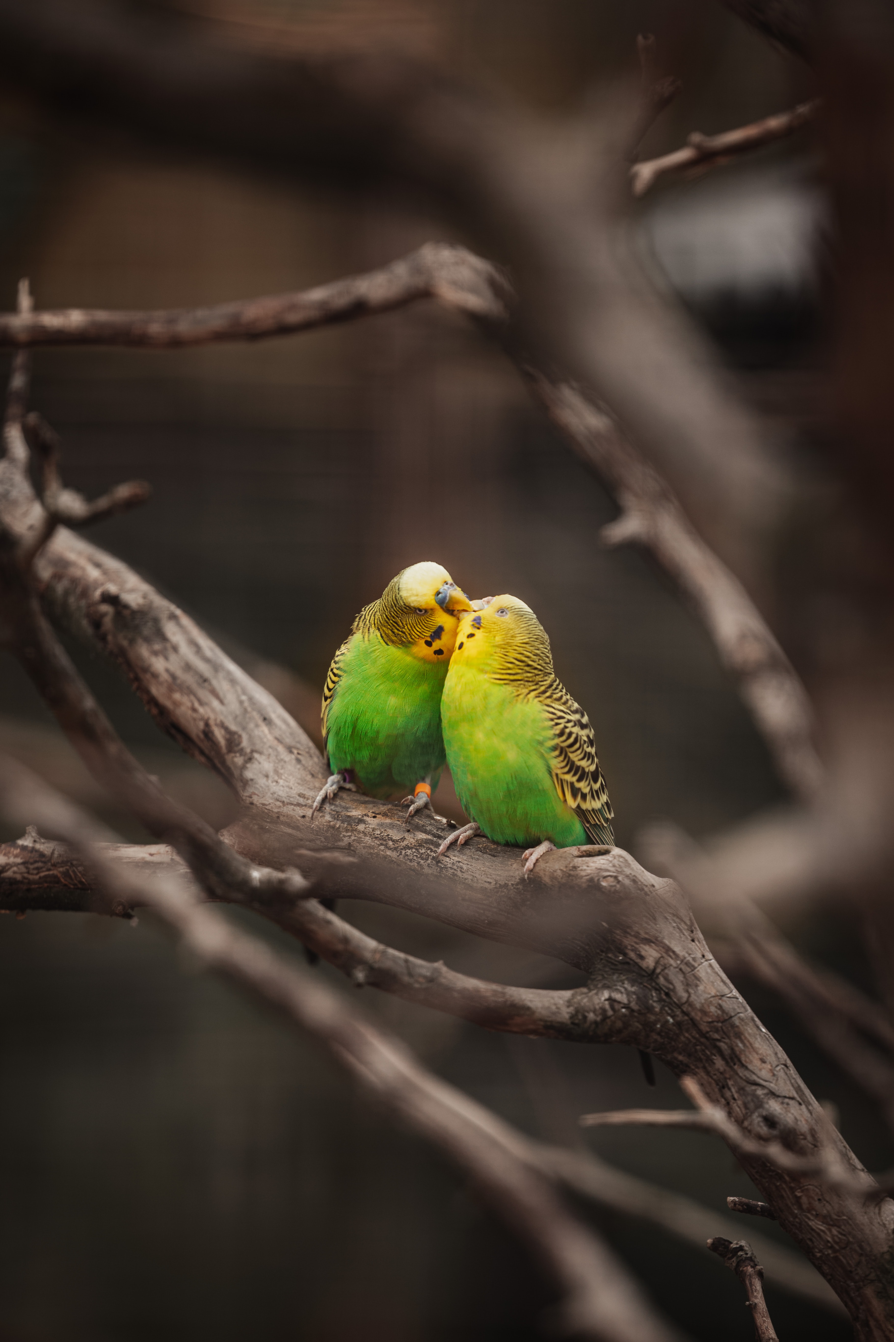 birds, parrots, animals, branches, kiss, budgies, wavy parrots Phone Background