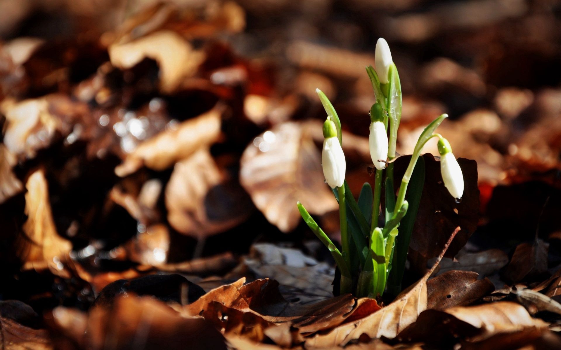 leaves, flowers, snowdrops, drops, three lock screen backgrounds