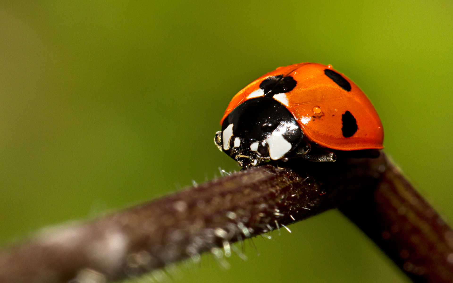 Full HD Wallpaper animal, ladybug, bug