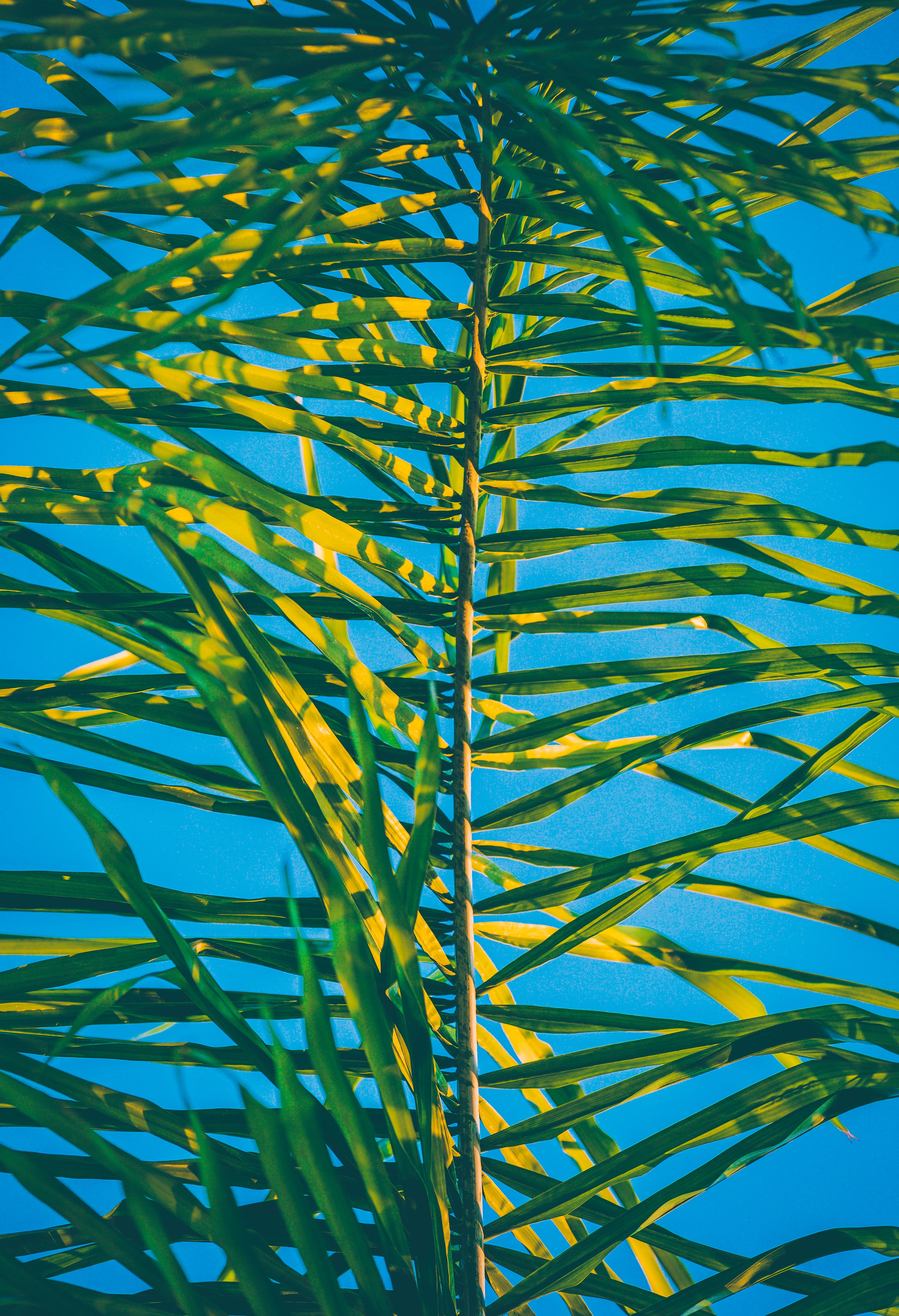 Download mobile wallpaper Palm, Macro, Branch, Leaves, Plant for free.