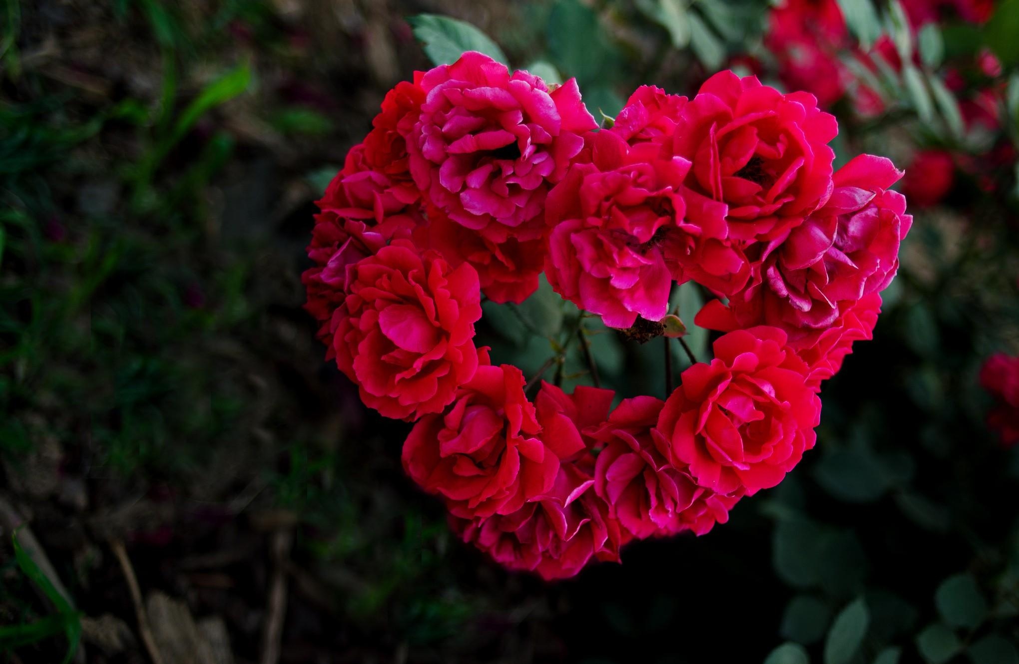 Handy-Wallpaper Roses, Blumen, Unschärfe, Glatt, Grüne, Ein Herz, Grünen, Herzen kostenlos herunterladen.
