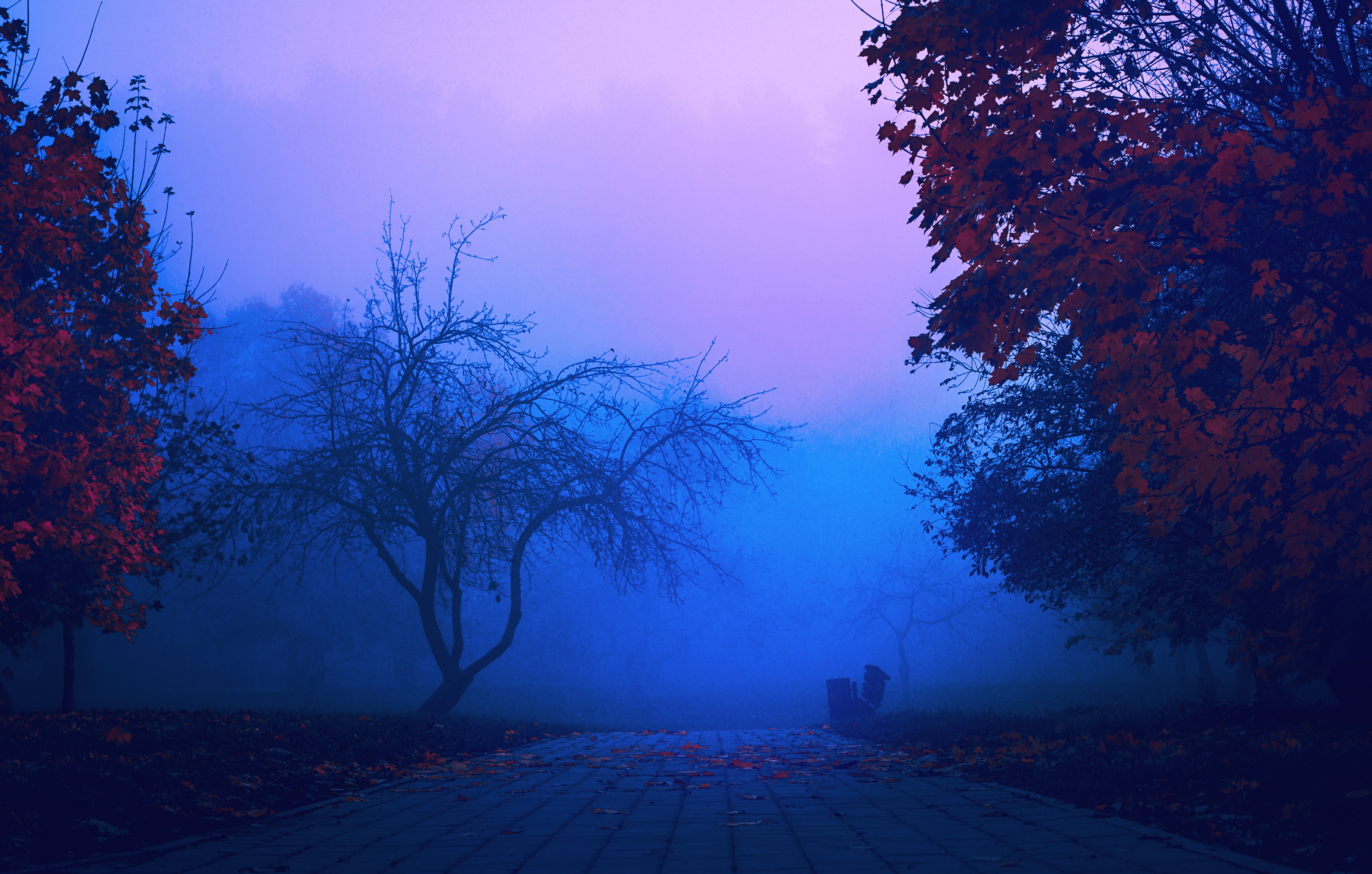 earth, fog, haze, park, path, tree download HD wallpaper