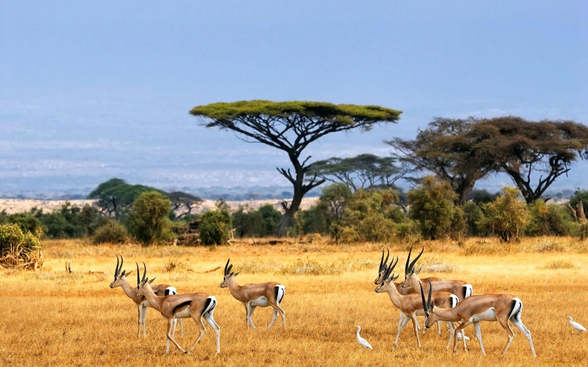 617556 Bild herunterladen tiere, antilope, thomsons gazelle - Hintergrundbilder und Bildschirmschoner kostenlos