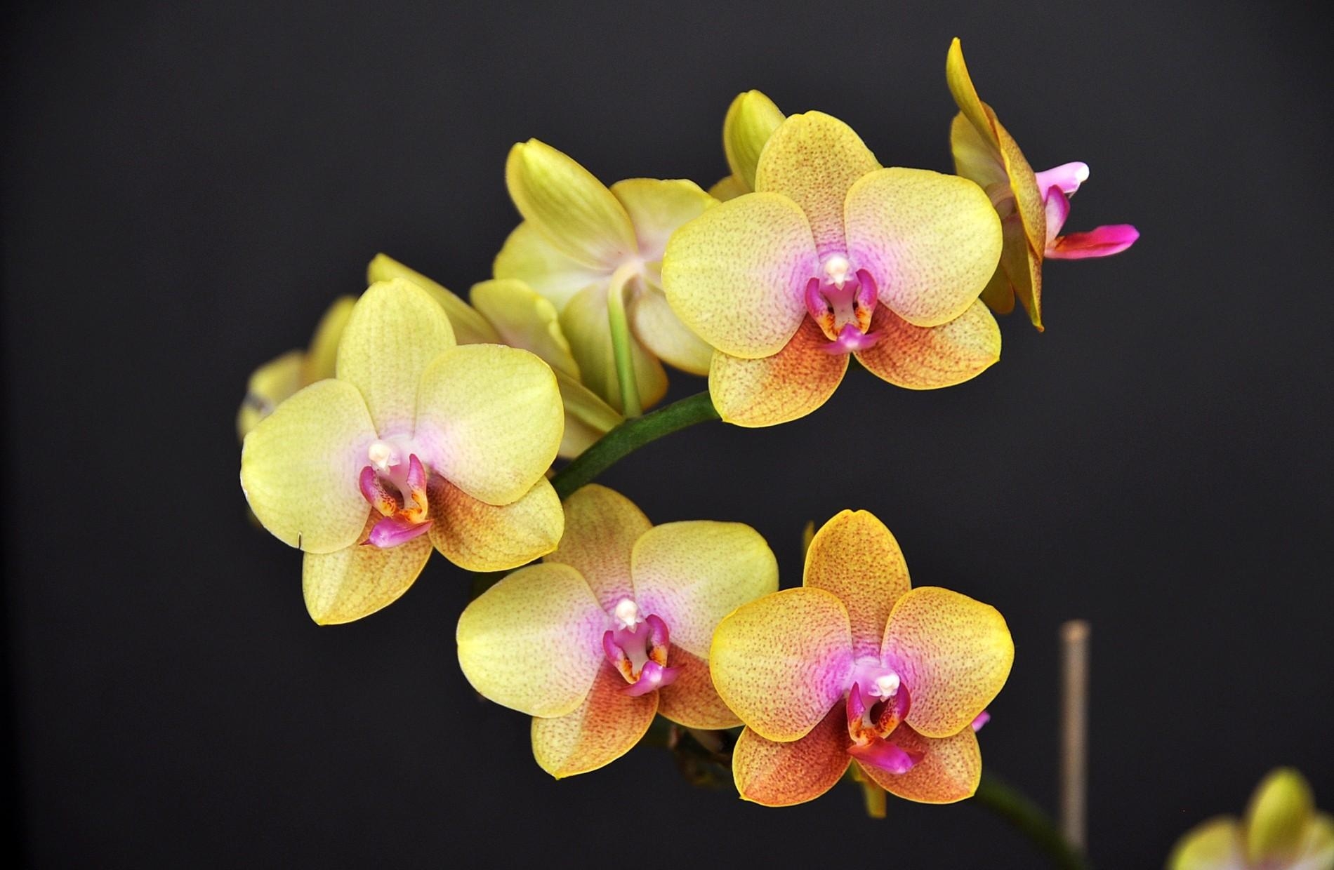 84062 скачать обои орхидея, черный фон, цветы, цветок, ветка, желтая - заставки и картинки бесплатно
