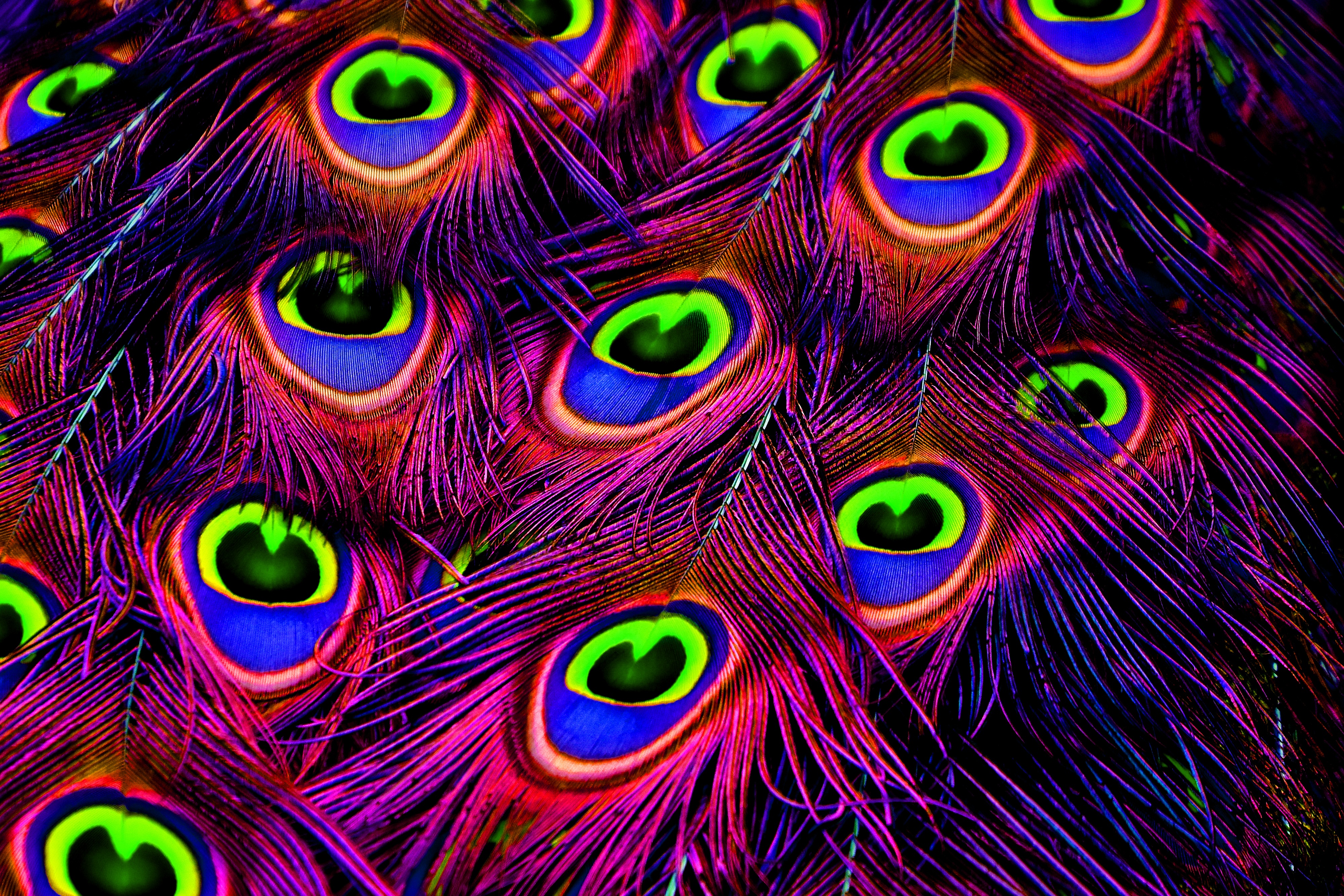 peacock, bright, texture, feather, textures, photoshop Phone Background