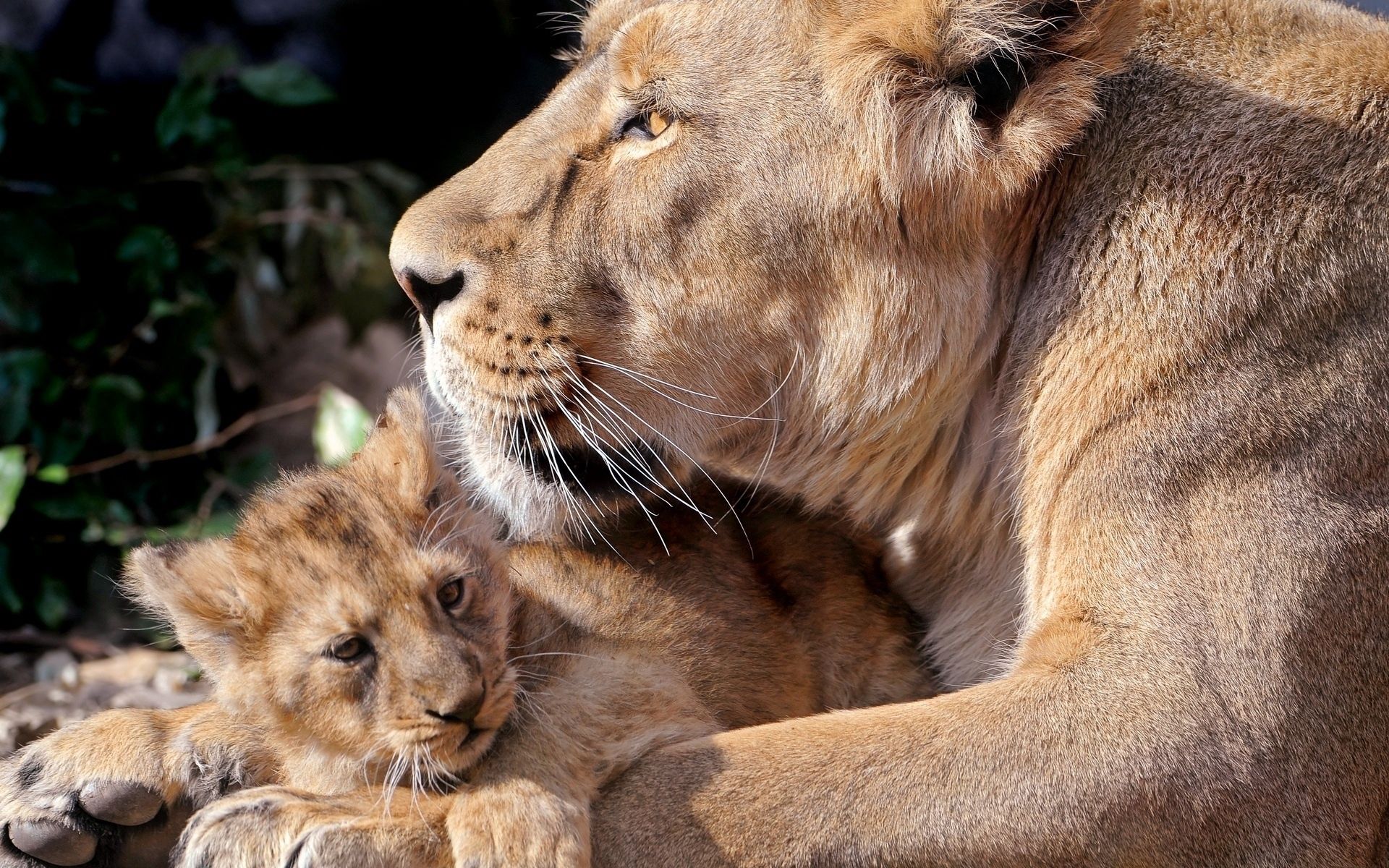 care, animals, lions, young, joey Free Stock Photo