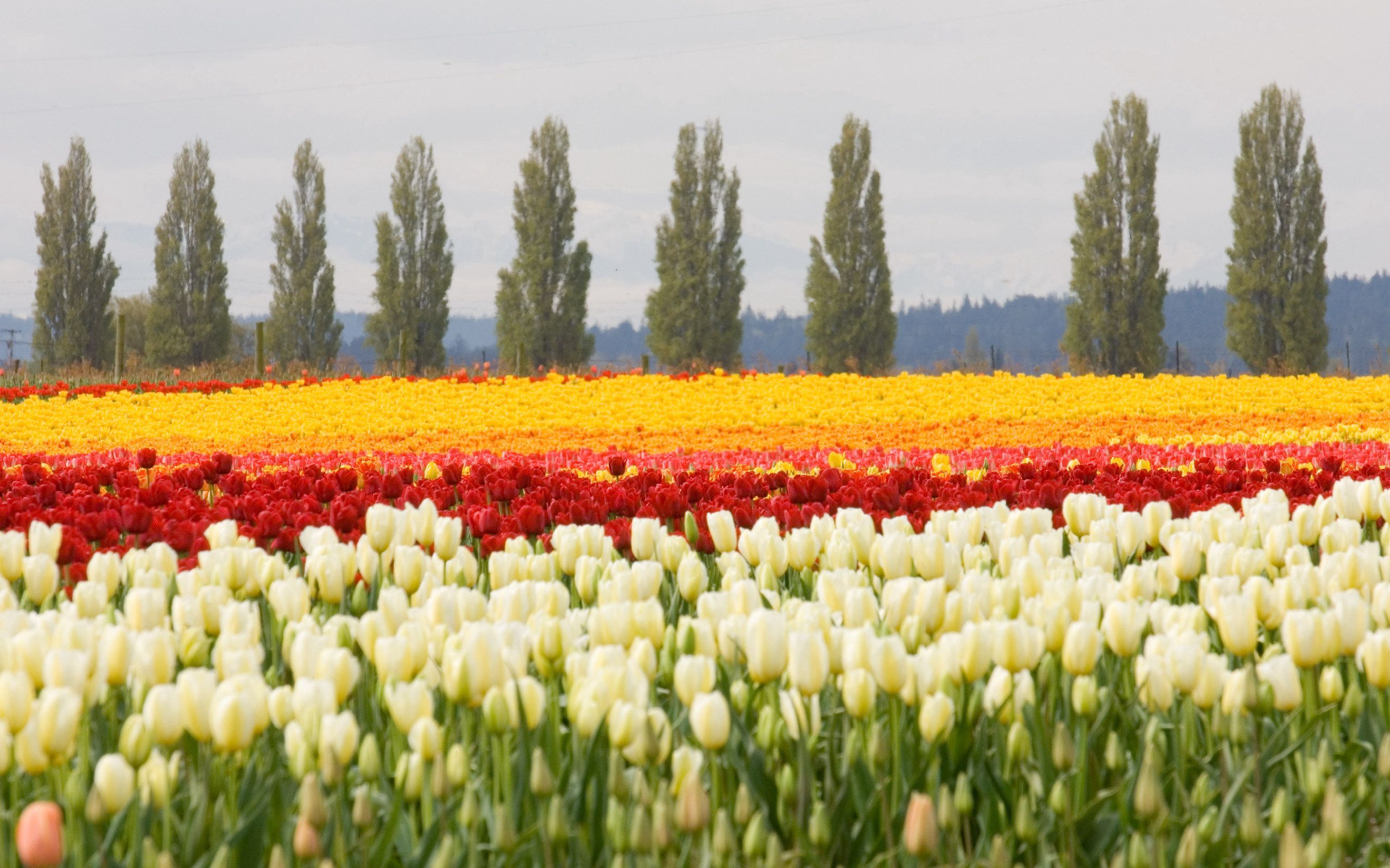 Handy-Wallpaper Bäume, Feld, Natur, Blumen, Blumenbeet, Tulpen kostenlos herunterladen.