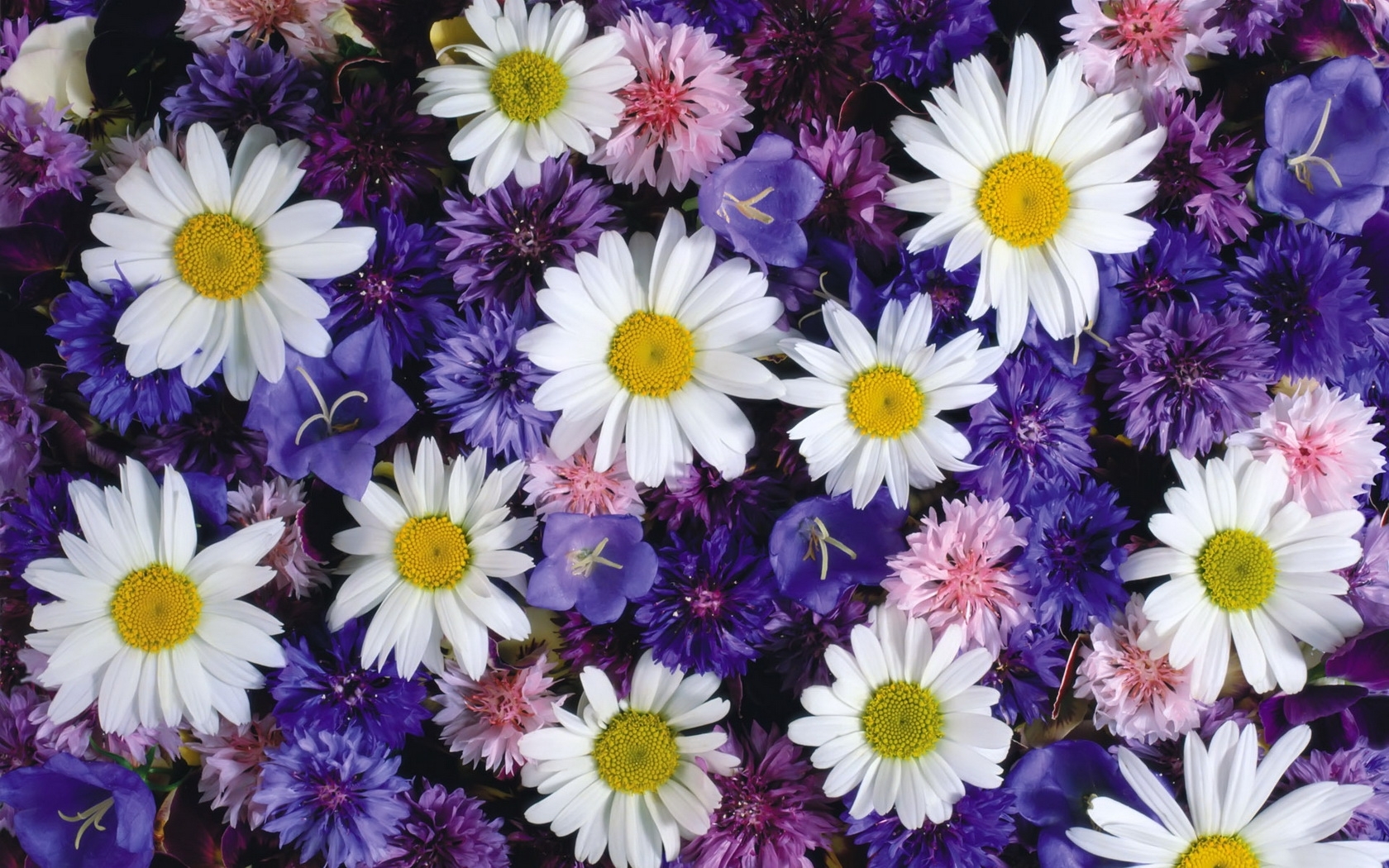 Handy-Wallpaper Pflanzen, Blumen kostenlos herunterladen.