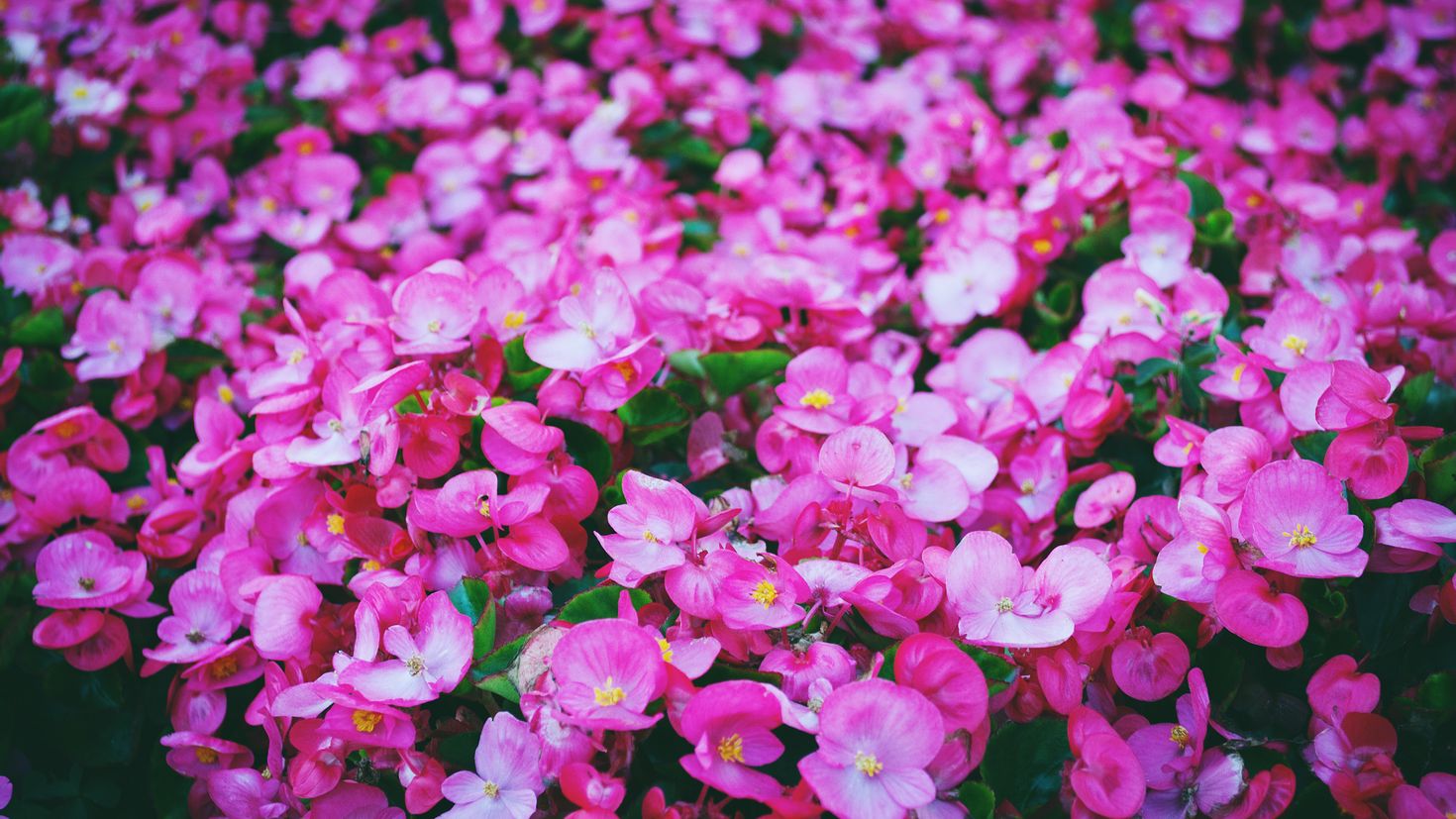 Маленькие цветы розового цвета. Пинк Флауэр. Алиссум розовый. Ярко розовые цветы. Мелкие розовые цветочки.