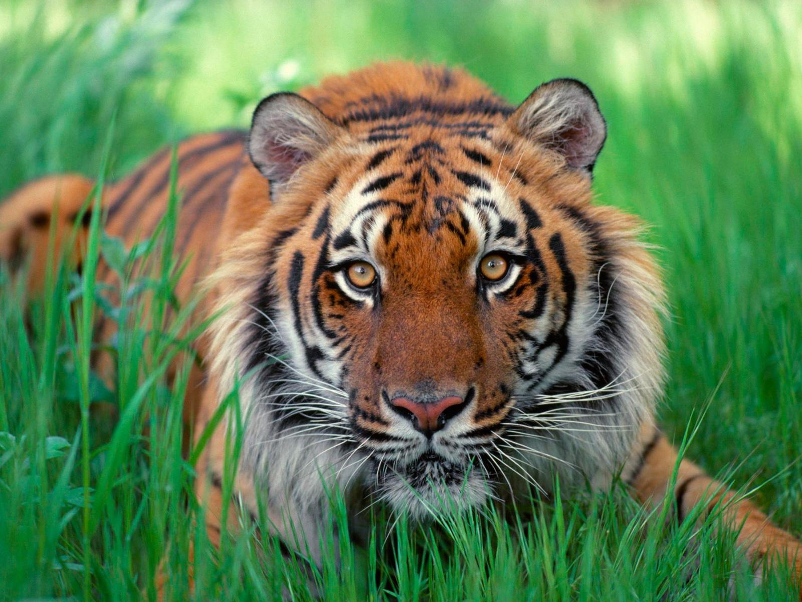 7123 Hintergrundbild herunterladen tigers, tiere - Bildschirmschoner und Bilder kostenlos