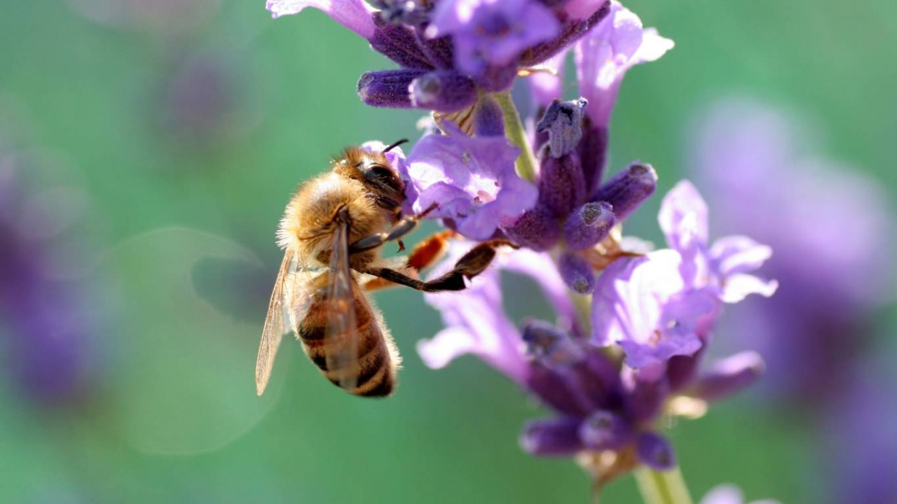 37487 завантажити шпалери бджоли, комахи, зелений - заставки і картинки безкоштовно