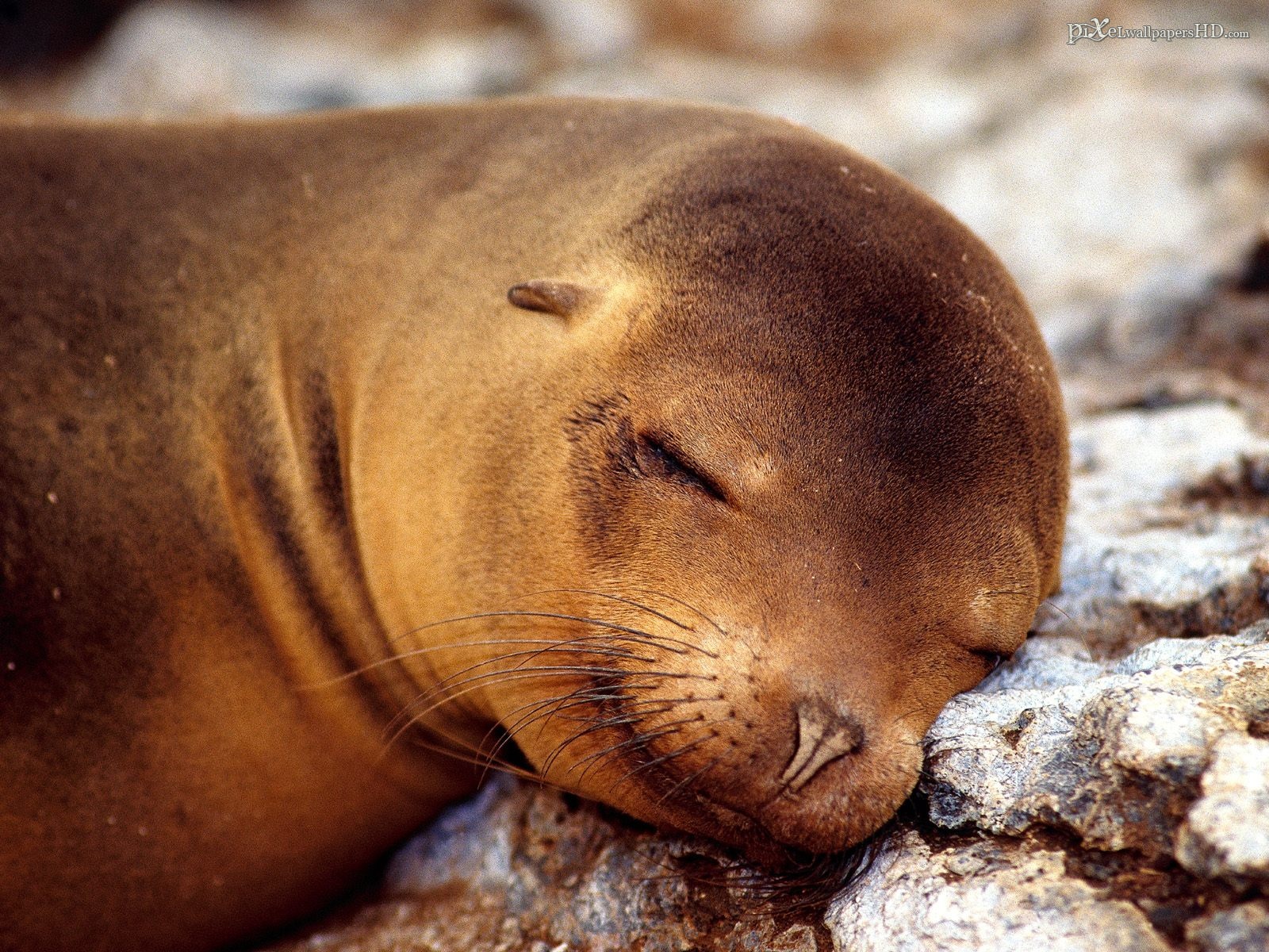 Free Sea Lion Wallpapers